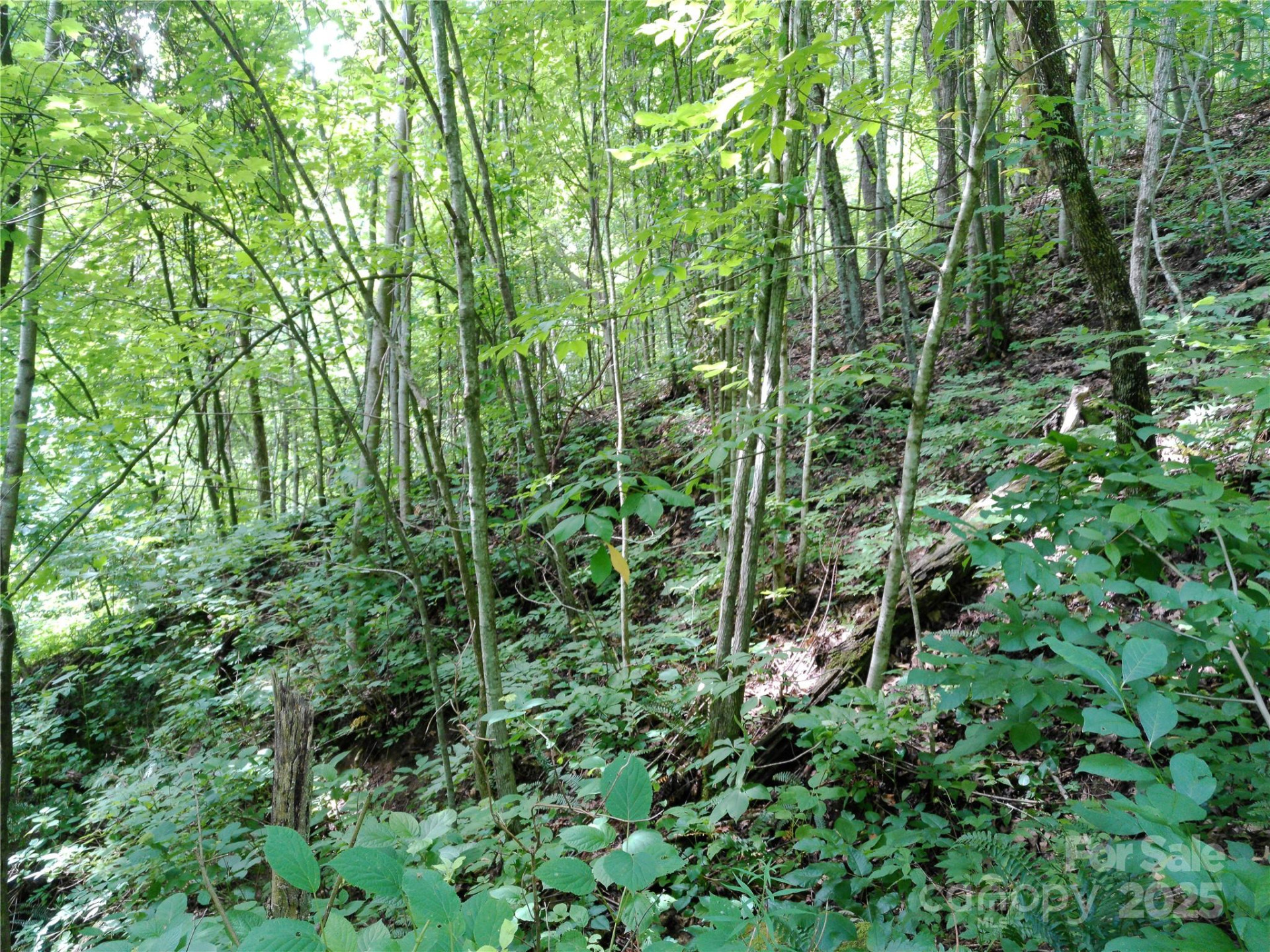 00 Yonah Trail #7 - Photo 10