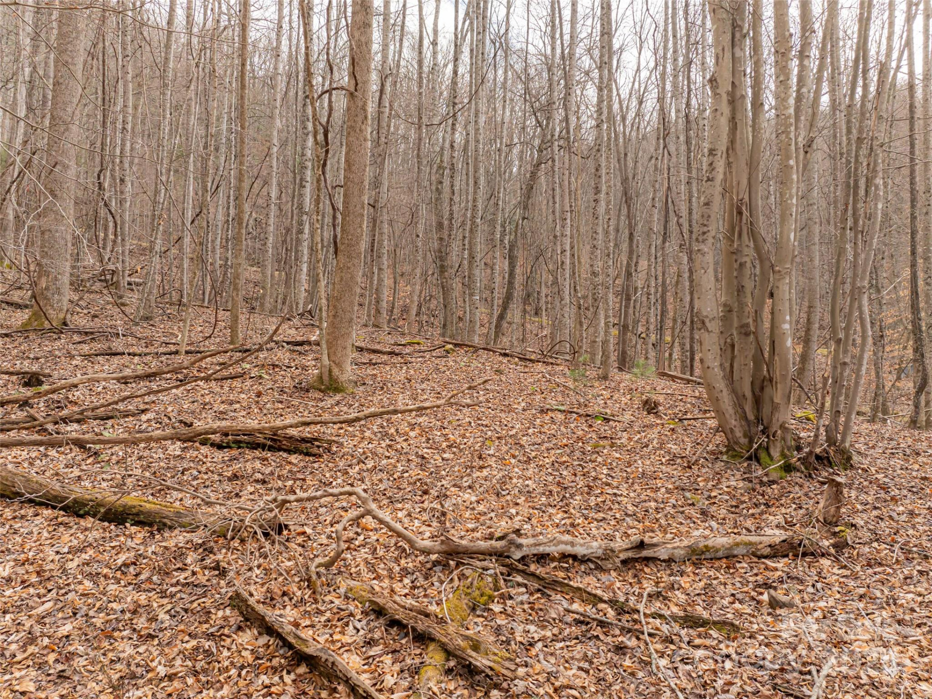 522 & 528 Blue Mist Way - Photo 26