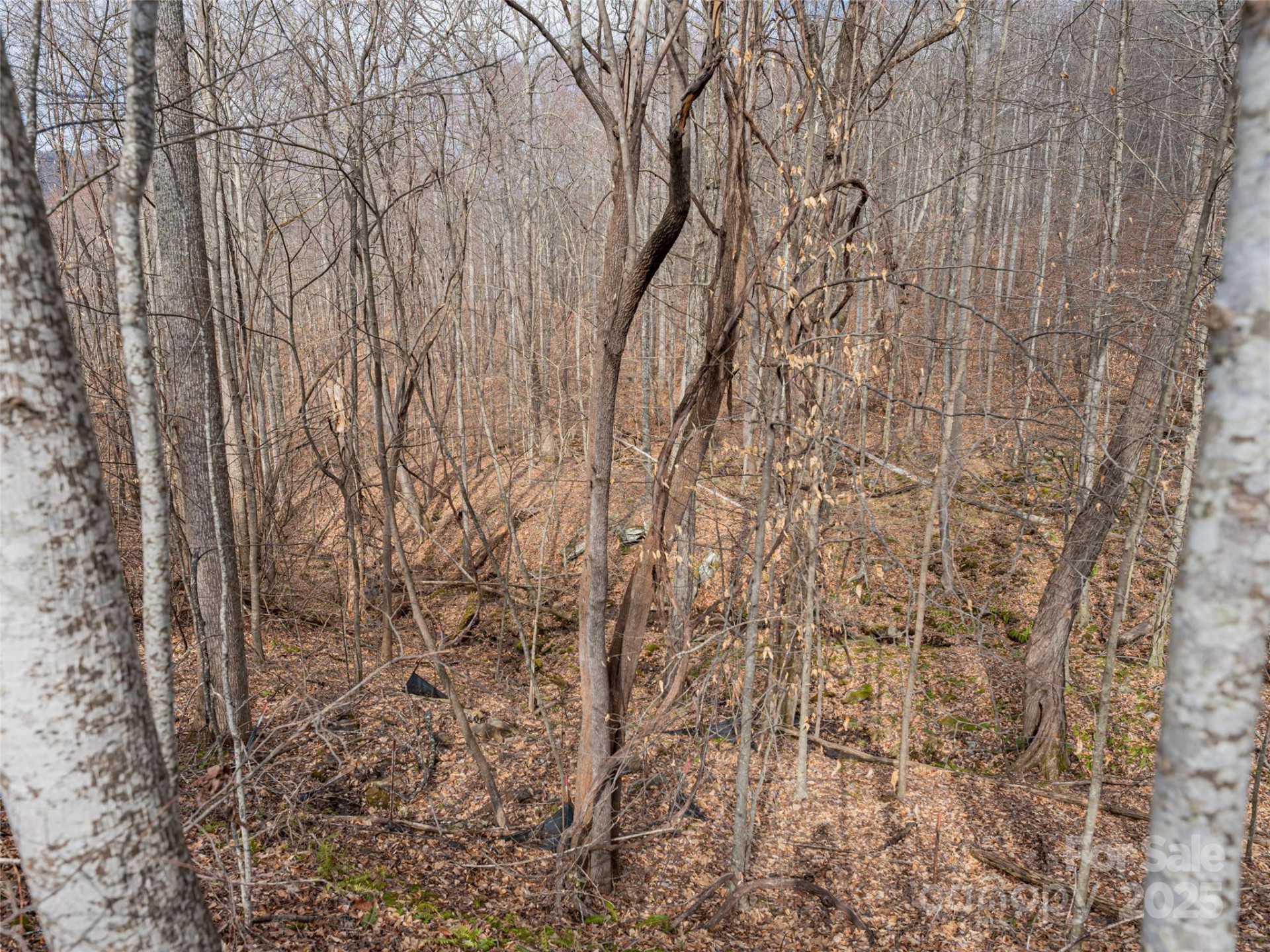 522 & 528 Blue Mist Way - Photo 5