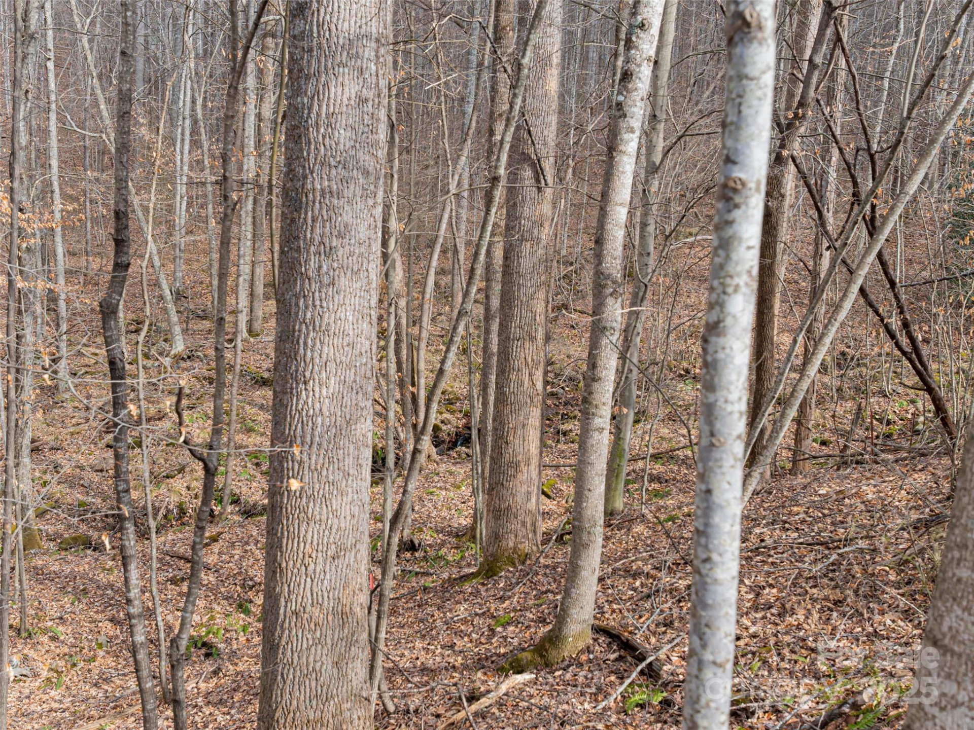 522 & 528 Blue Mist Way - Photo 6