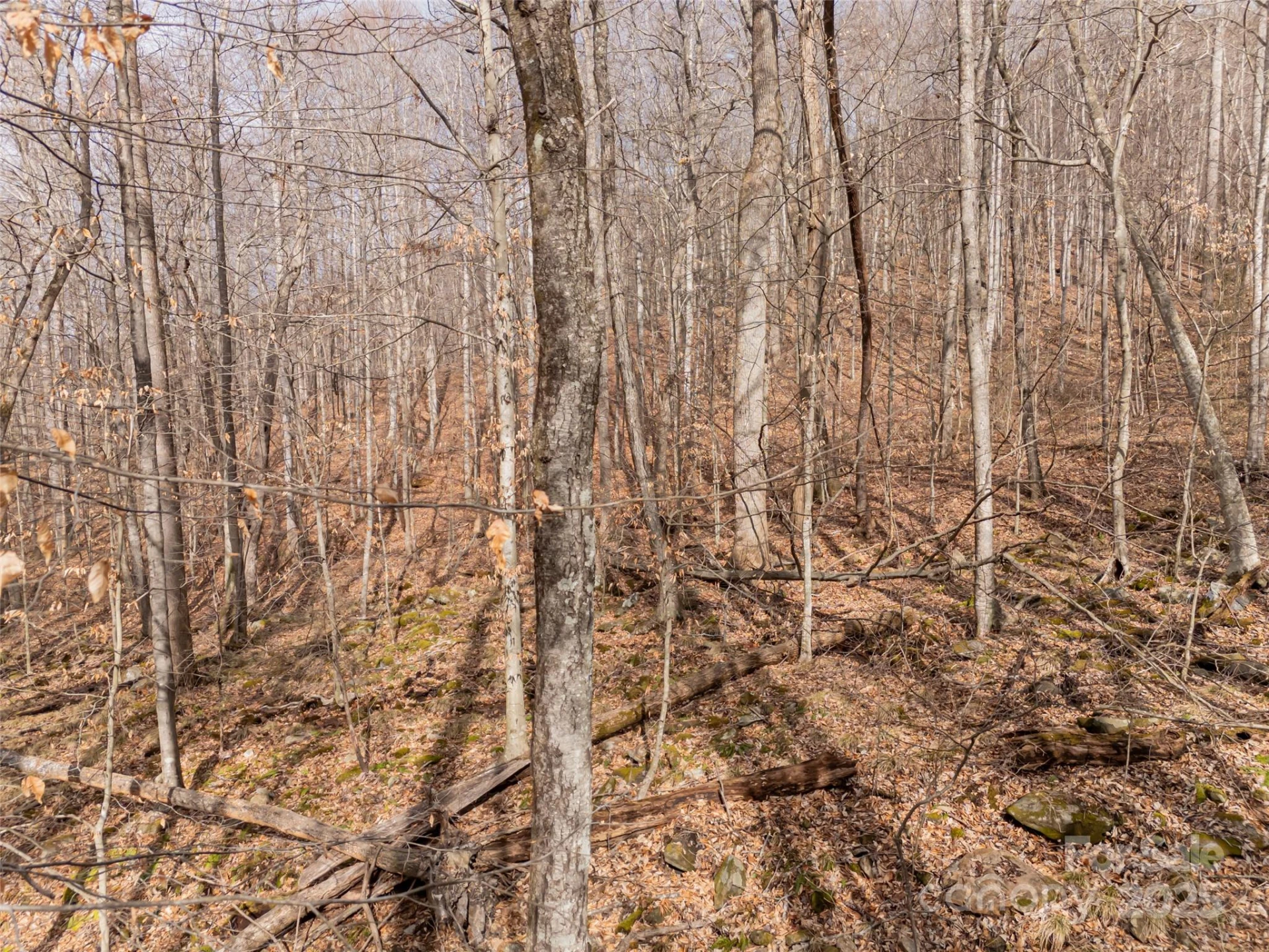 522 & 528 Blue Mist Way - Photo 9