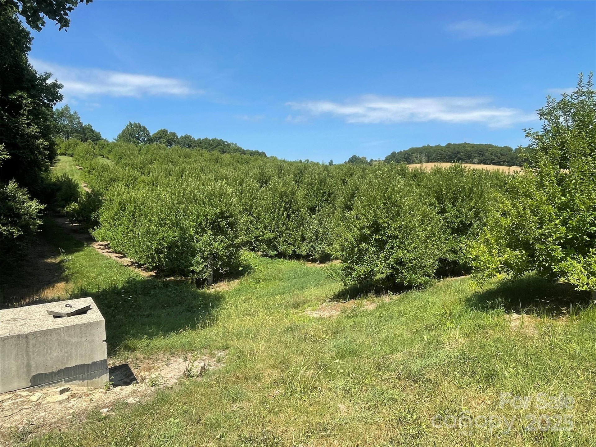 TBD Summer Road - Photo 3