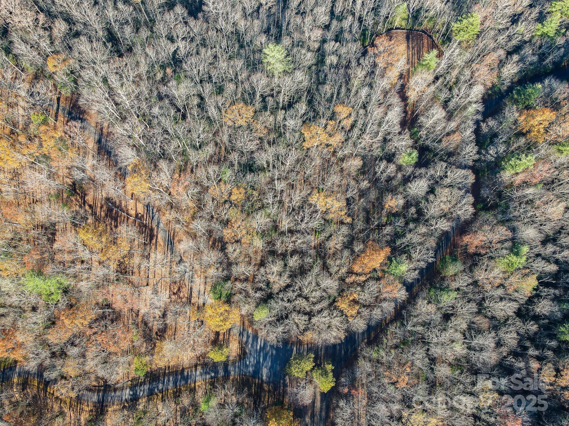 99999 Black Bear Ridge Trail - Photo 2