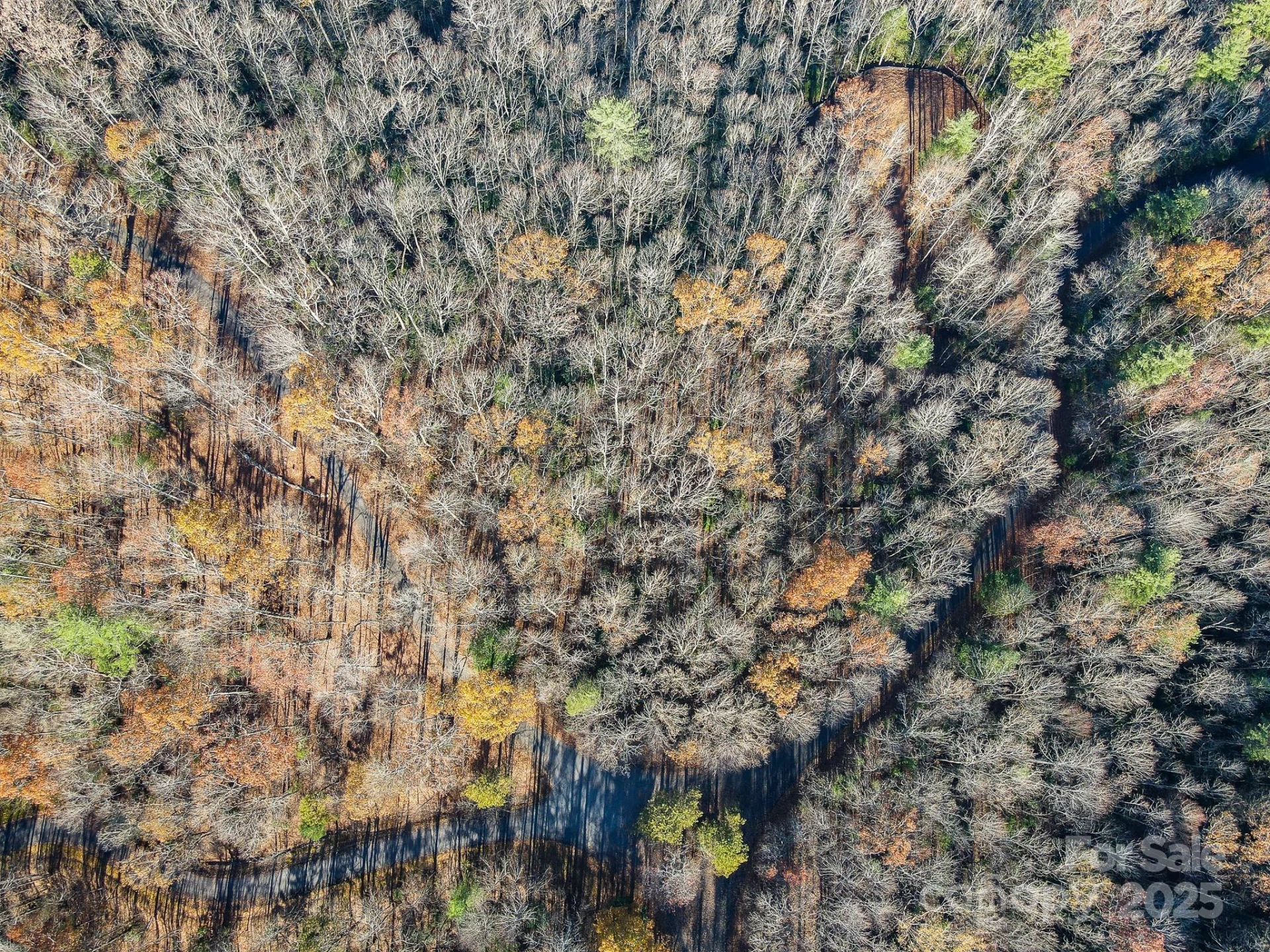 99999 Black Bear Ridge Trail - Photo 2