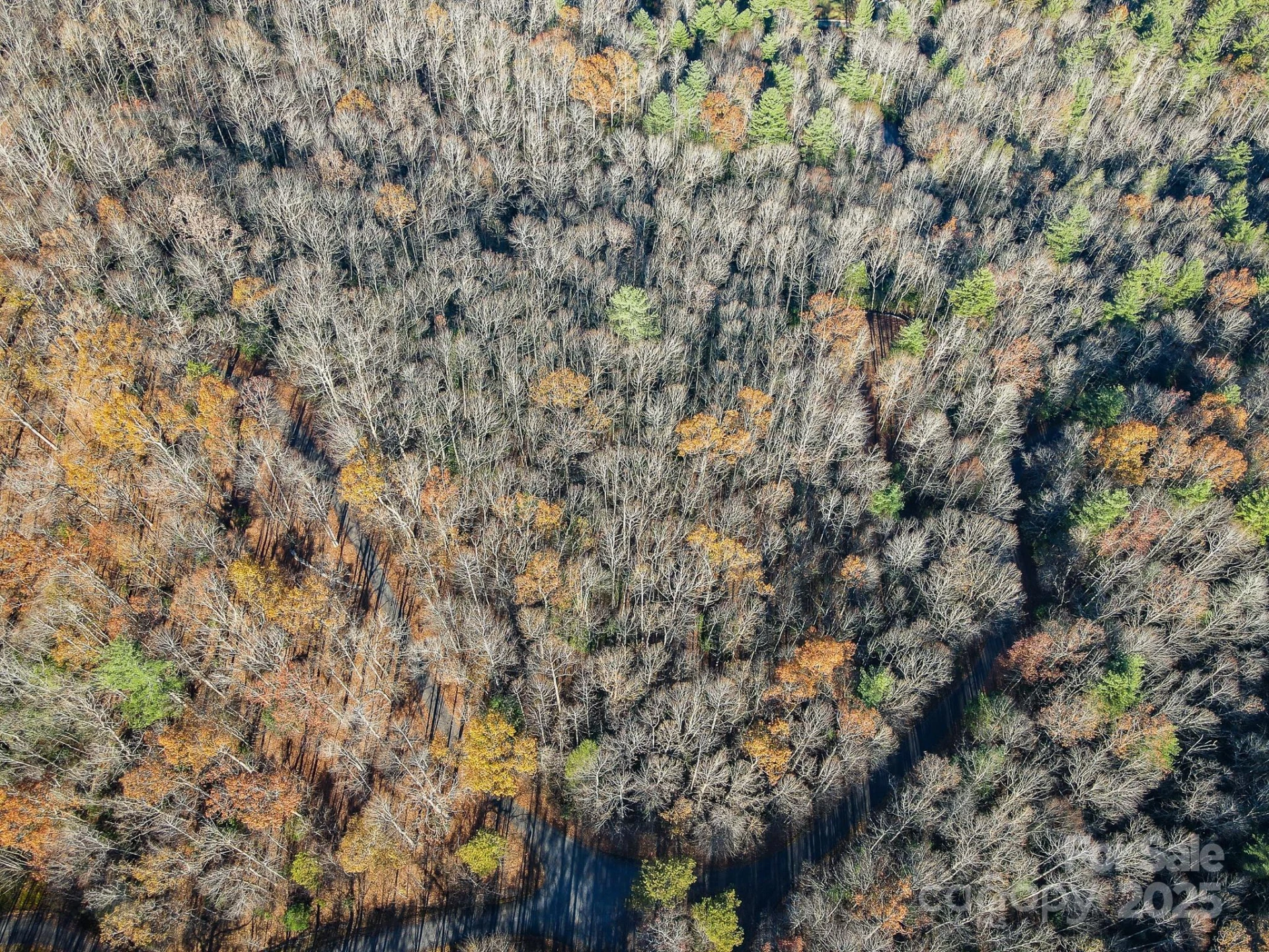 99999 Black Bear Ridge Trail - Photo 11