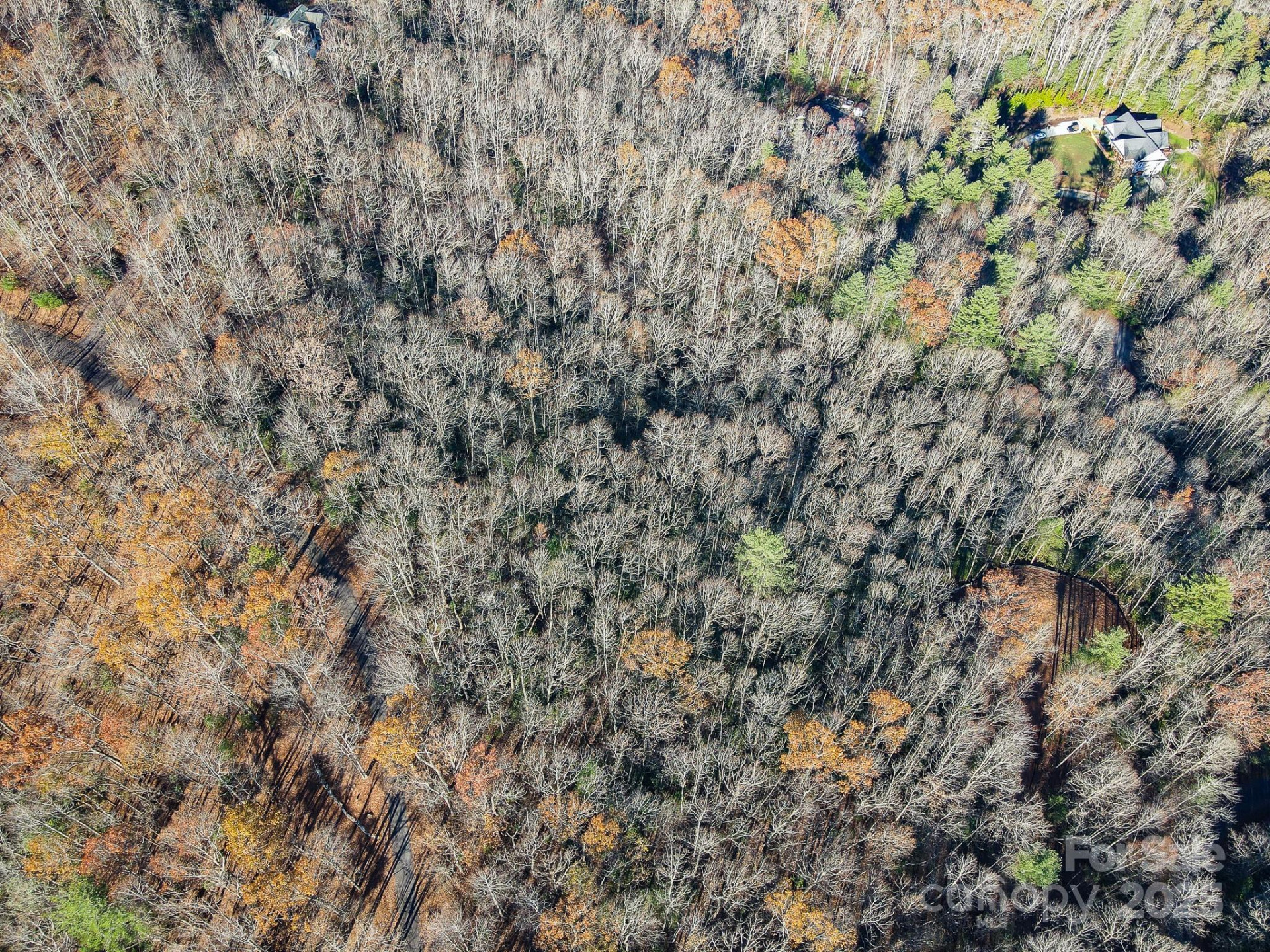 99999 Black Bear Ridge Trail - Photo 3