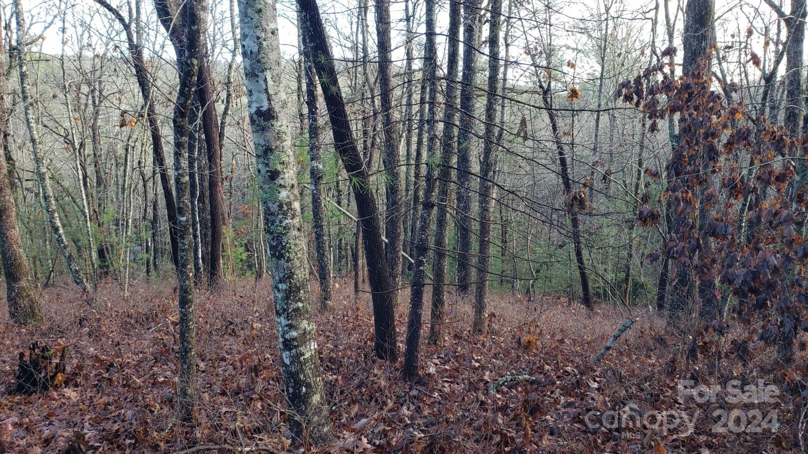 TBD Cedar Lane - Photo 2