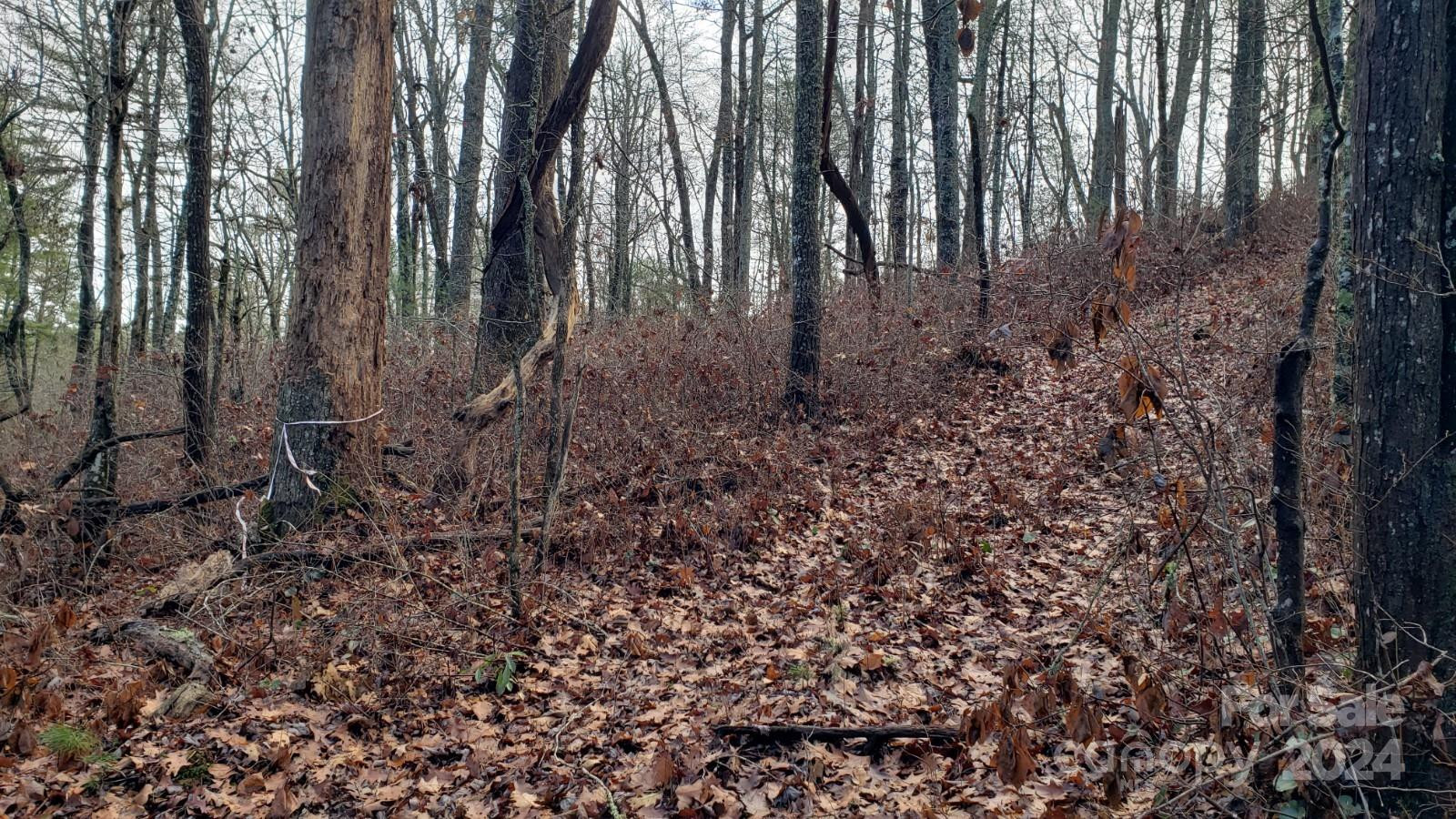 TBD Cedar Lane - Photo 4