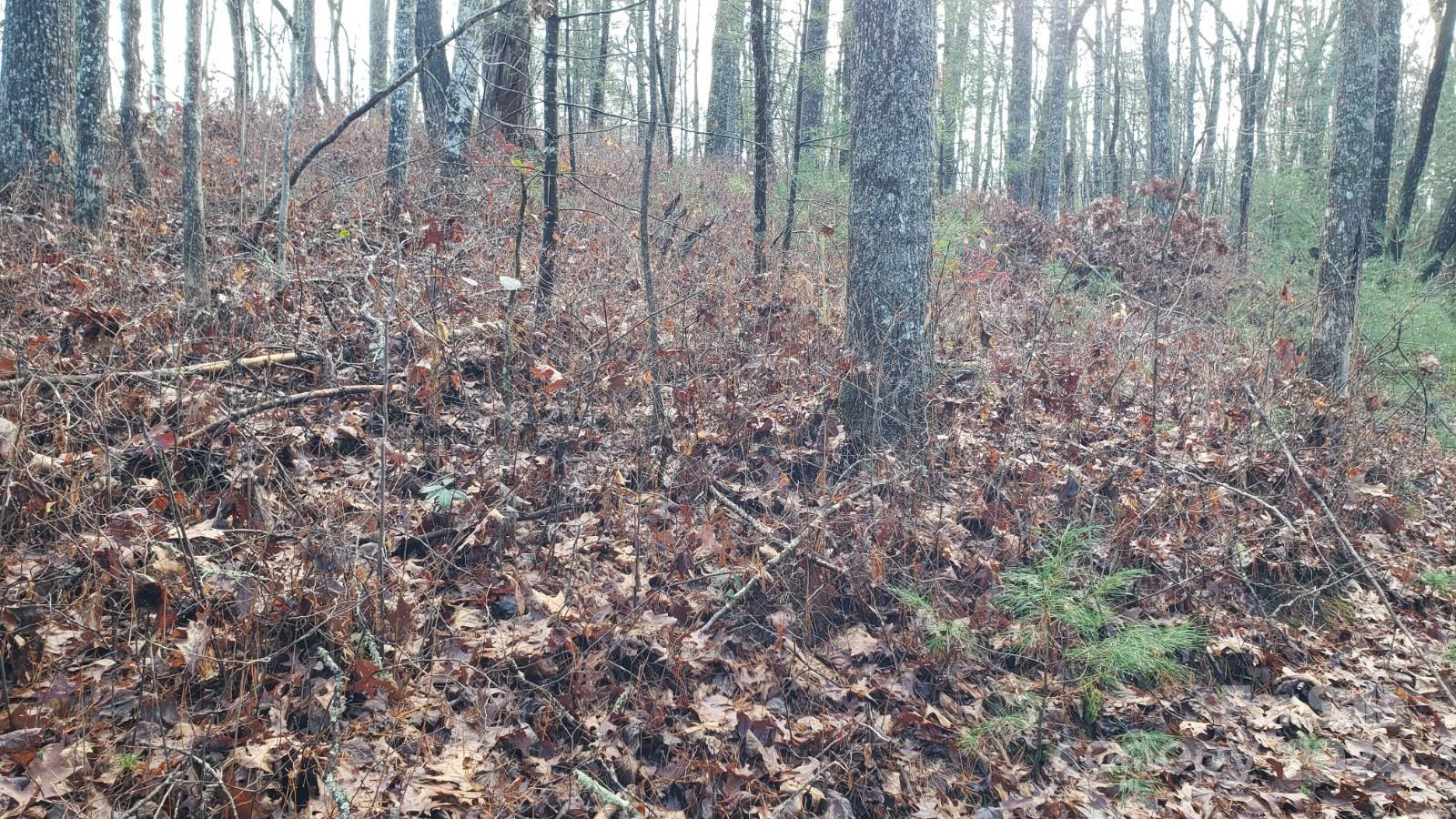 TBD Cedar Lane - Photo 5