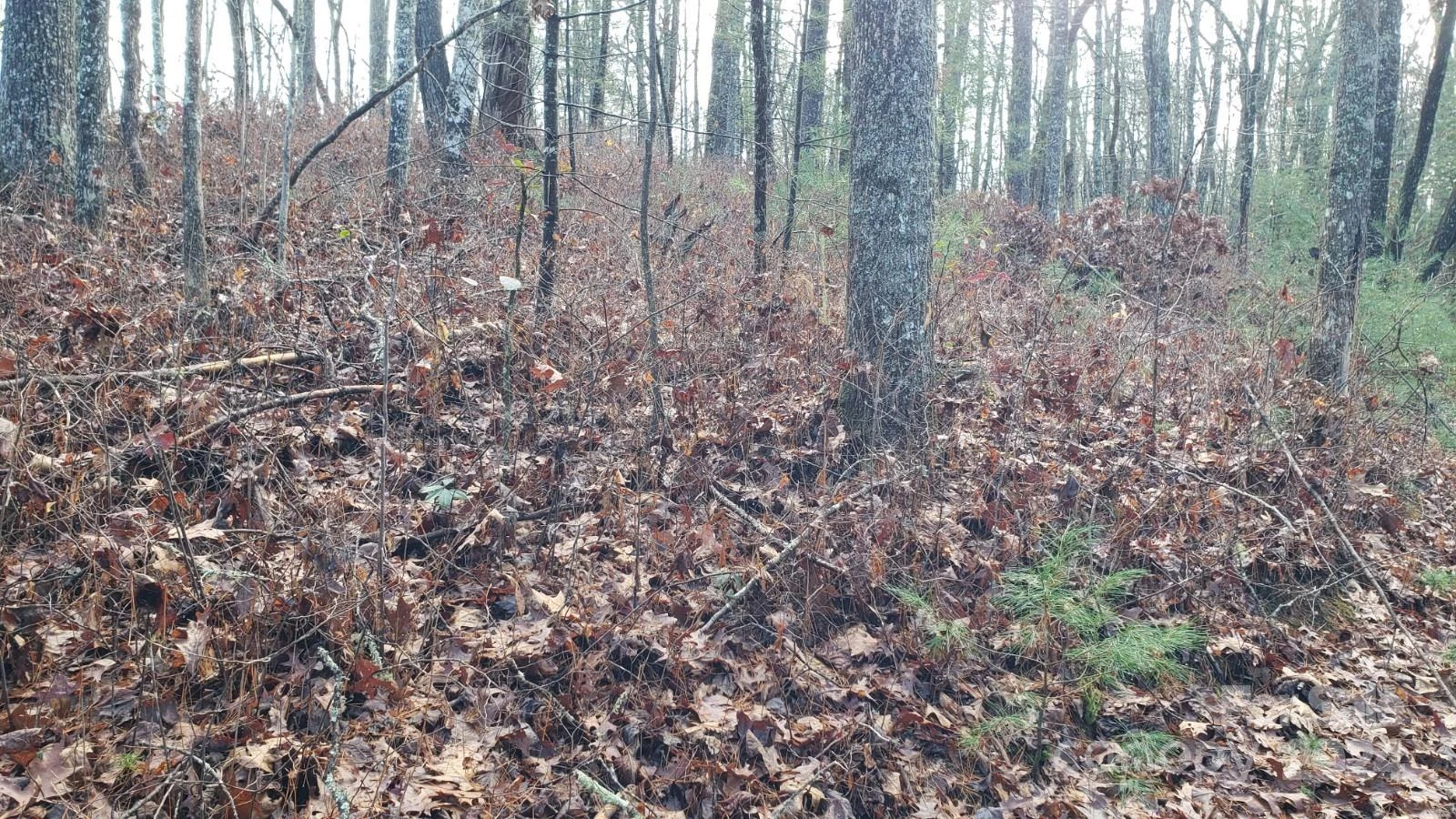 TBD Cedar Lane - Photo 5