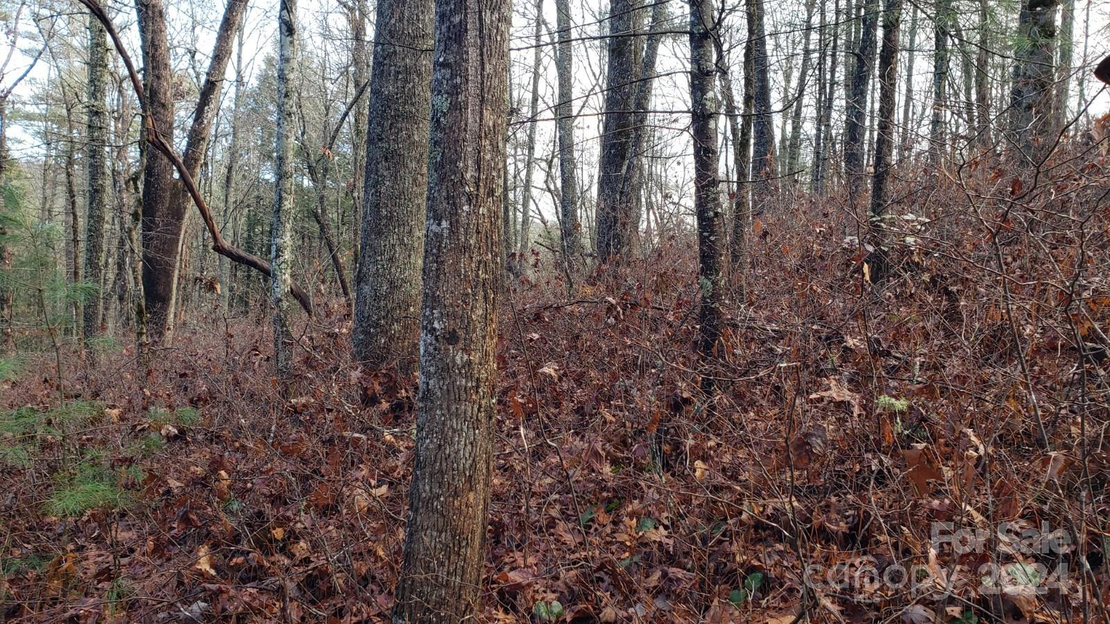 TBD Cedar Lane - Photo 6