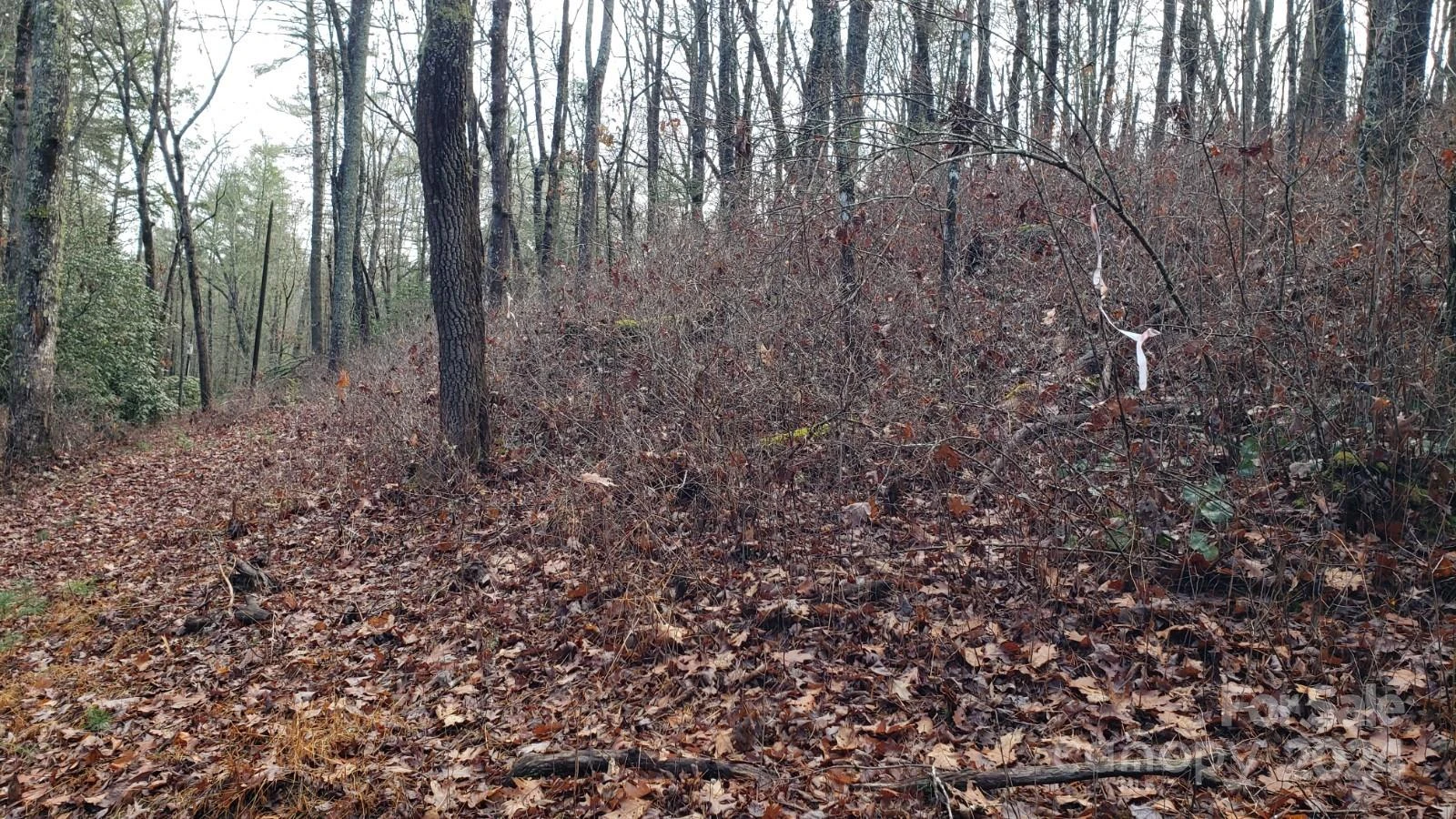 TBD Cedar Lane - Photo 7