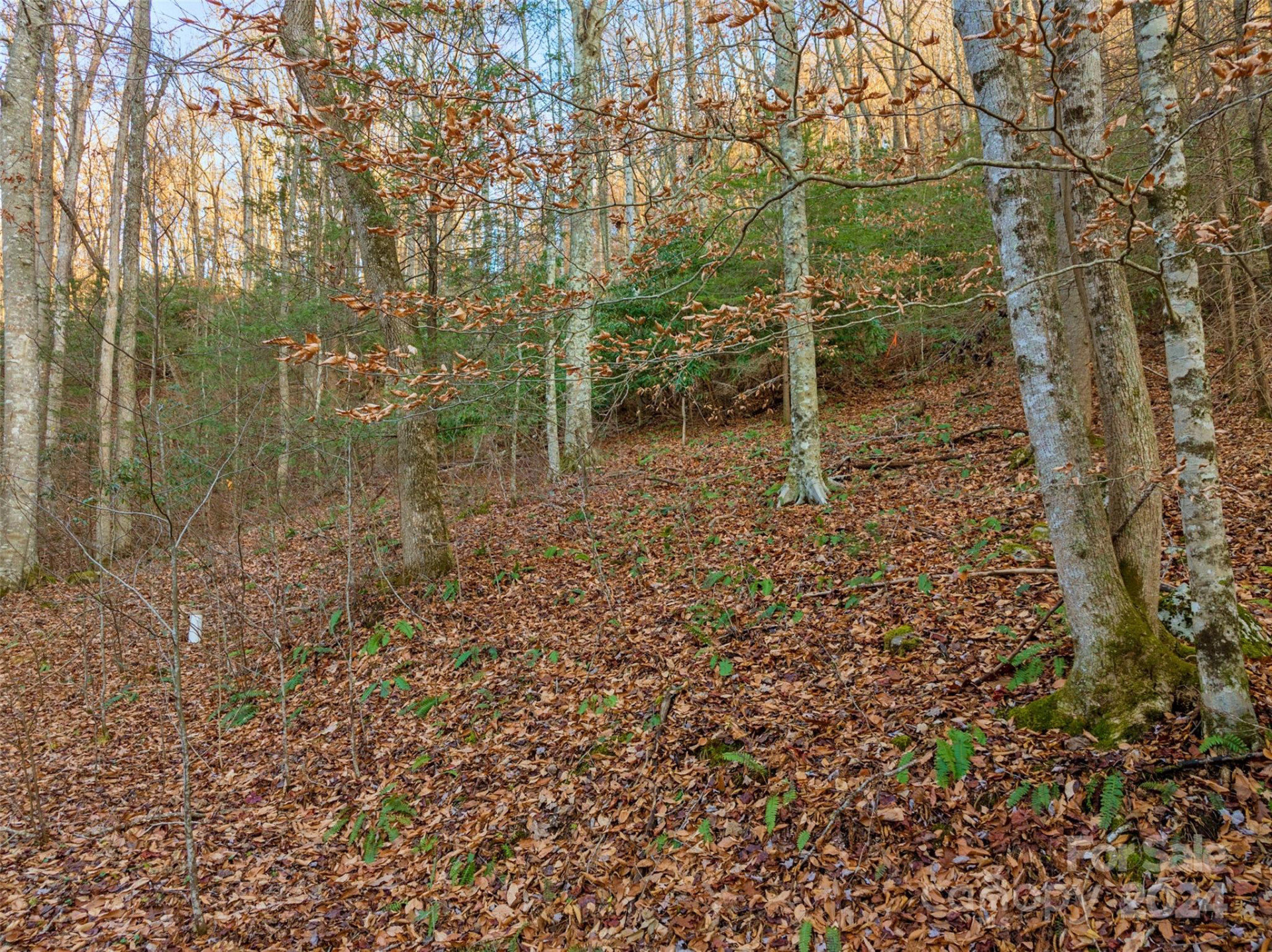 370 Cabin Creek Trail - Photo 3