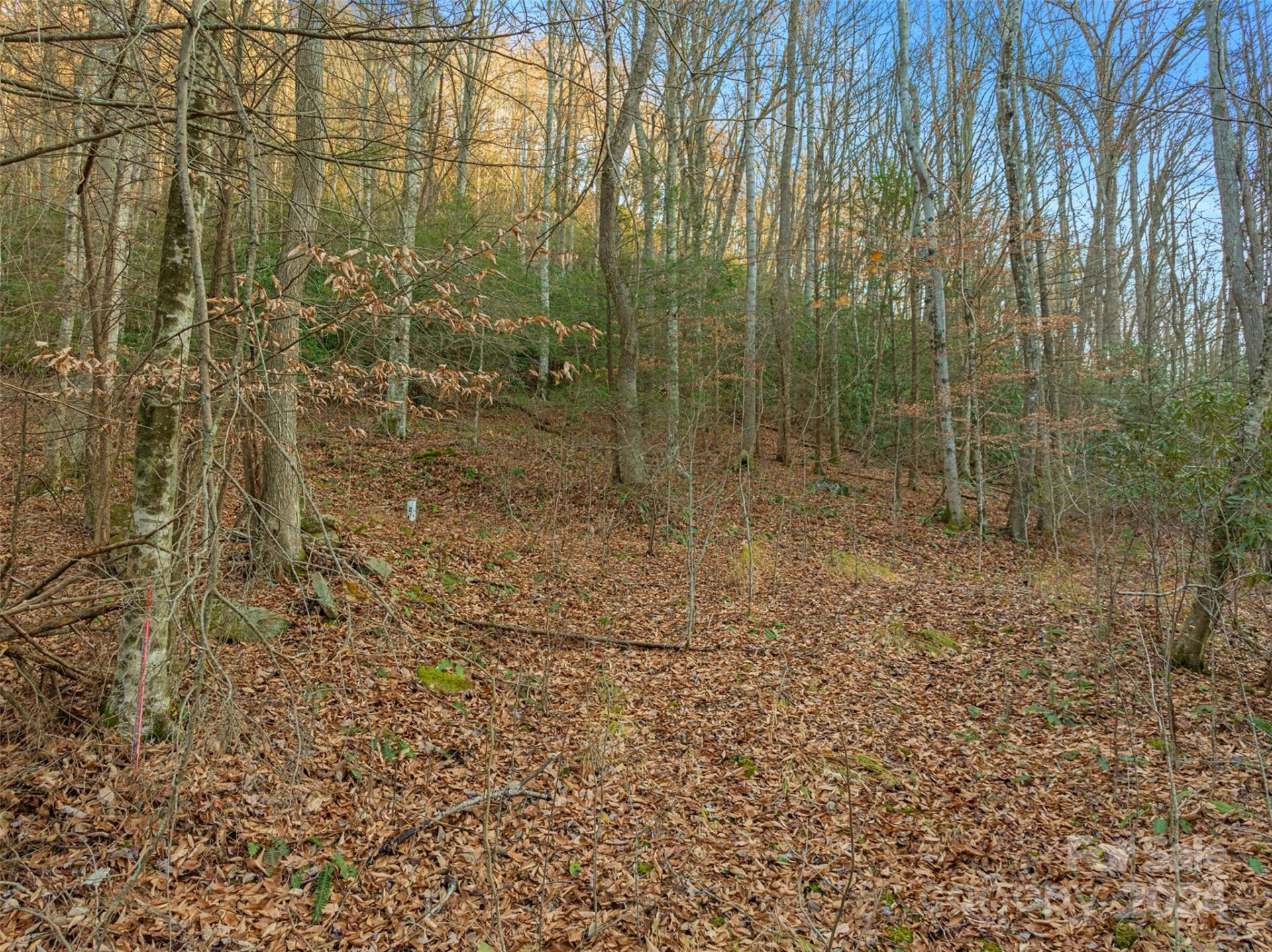 370 Cabin Creek Trail - Photo 4