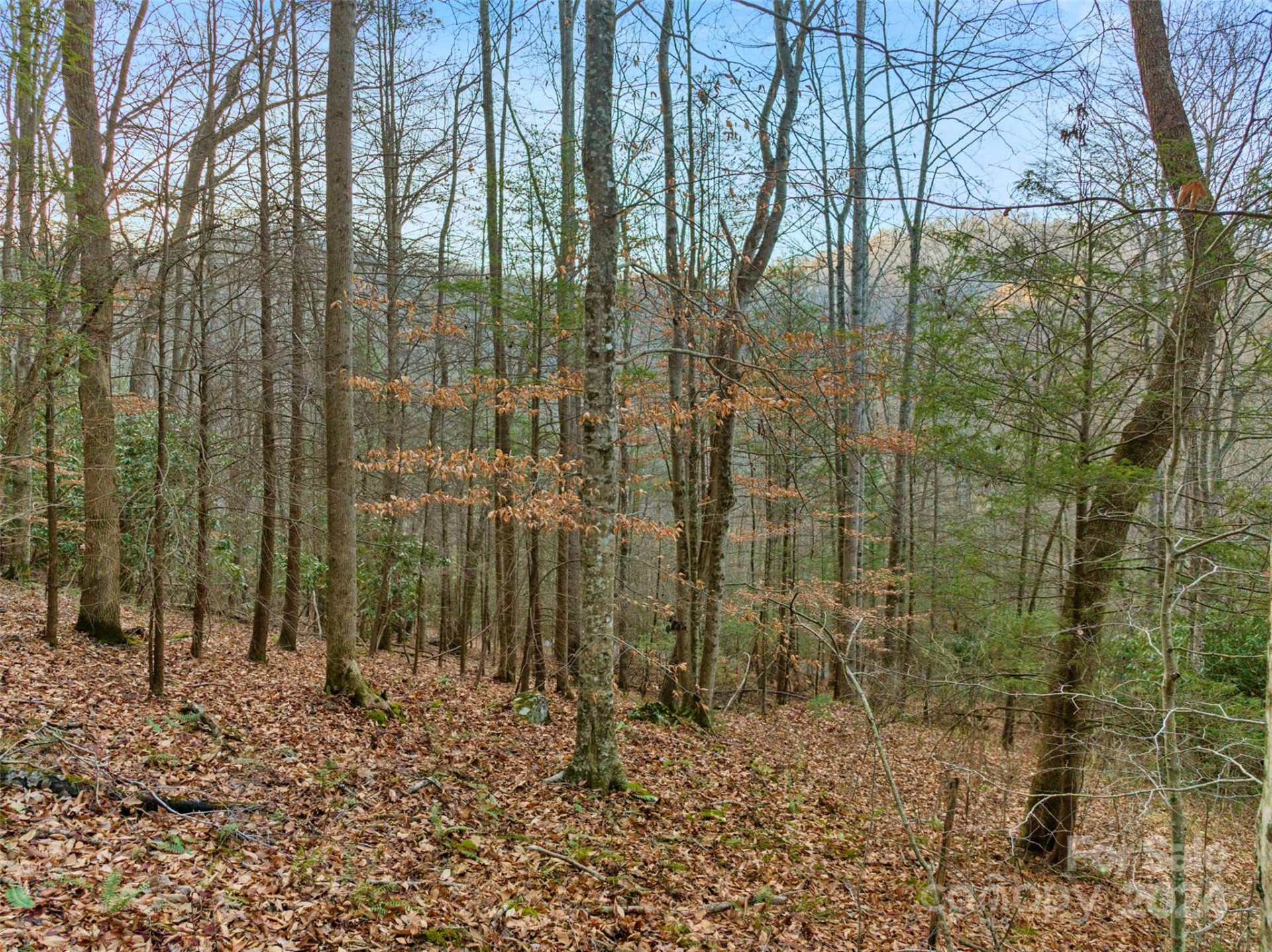 370 Cabin Creek Trail - Photo 7
