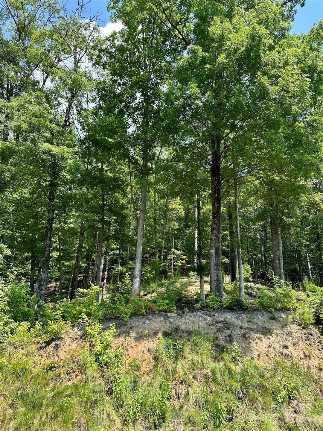 4110 French Broad Parkway #55 - Photo 2