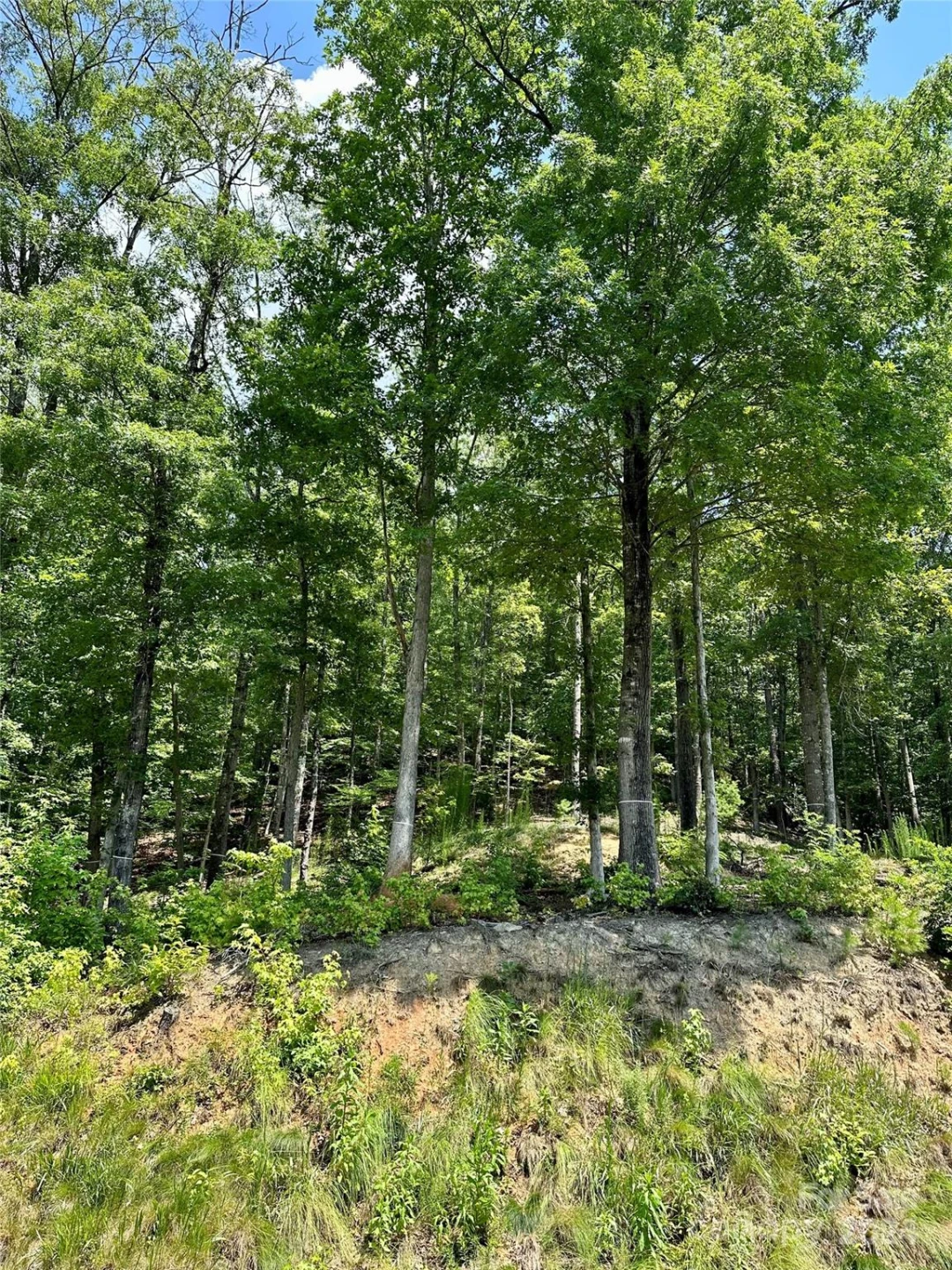 4110 French Broad Parkway #55 - Photo 2