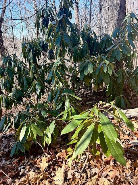 9999-1 Nesbitt Chapel Road - Photo 5