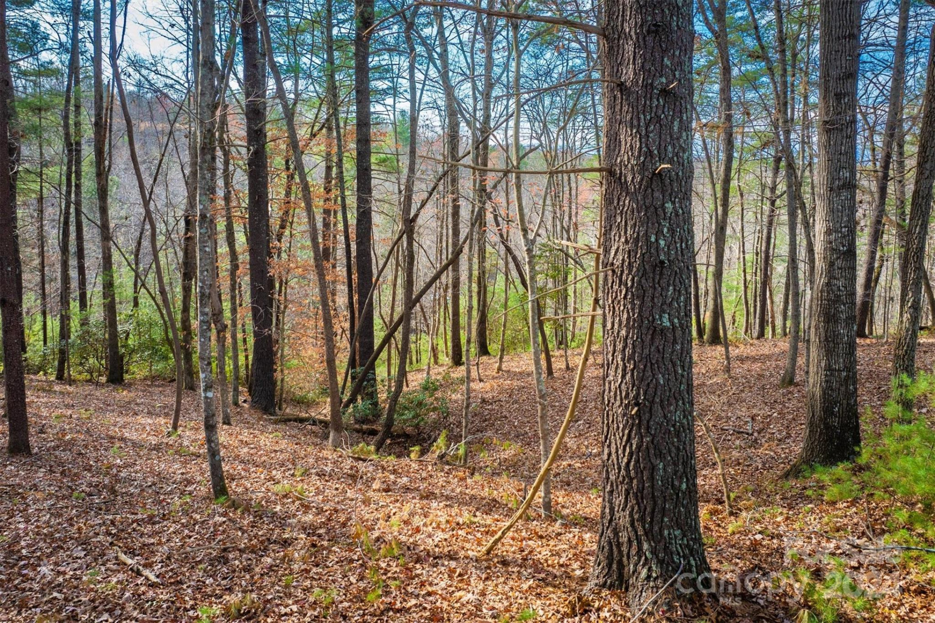 133 James Bob Stafford Drive - Photo 4