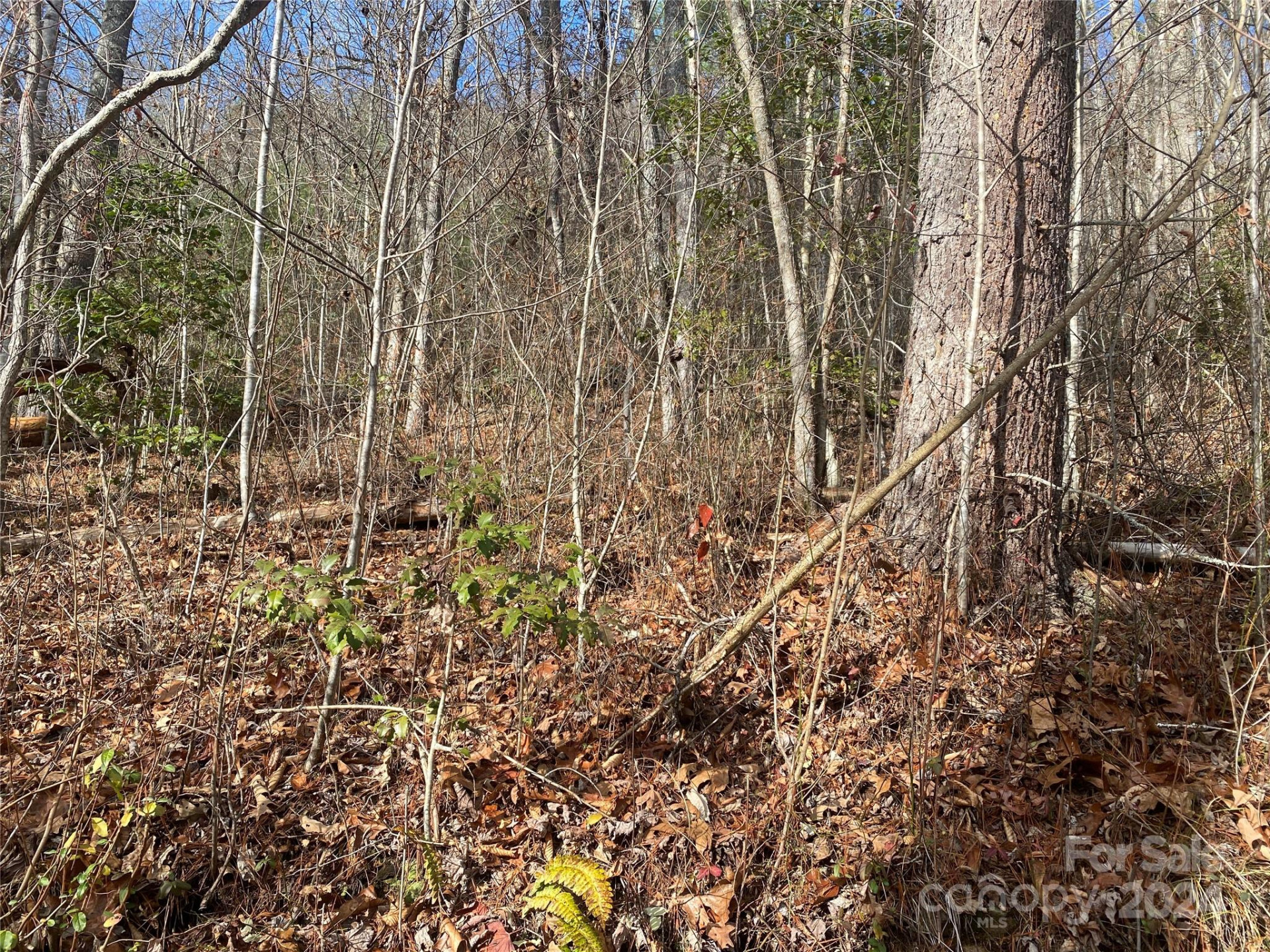 0 Gospel Drive - Photo 9