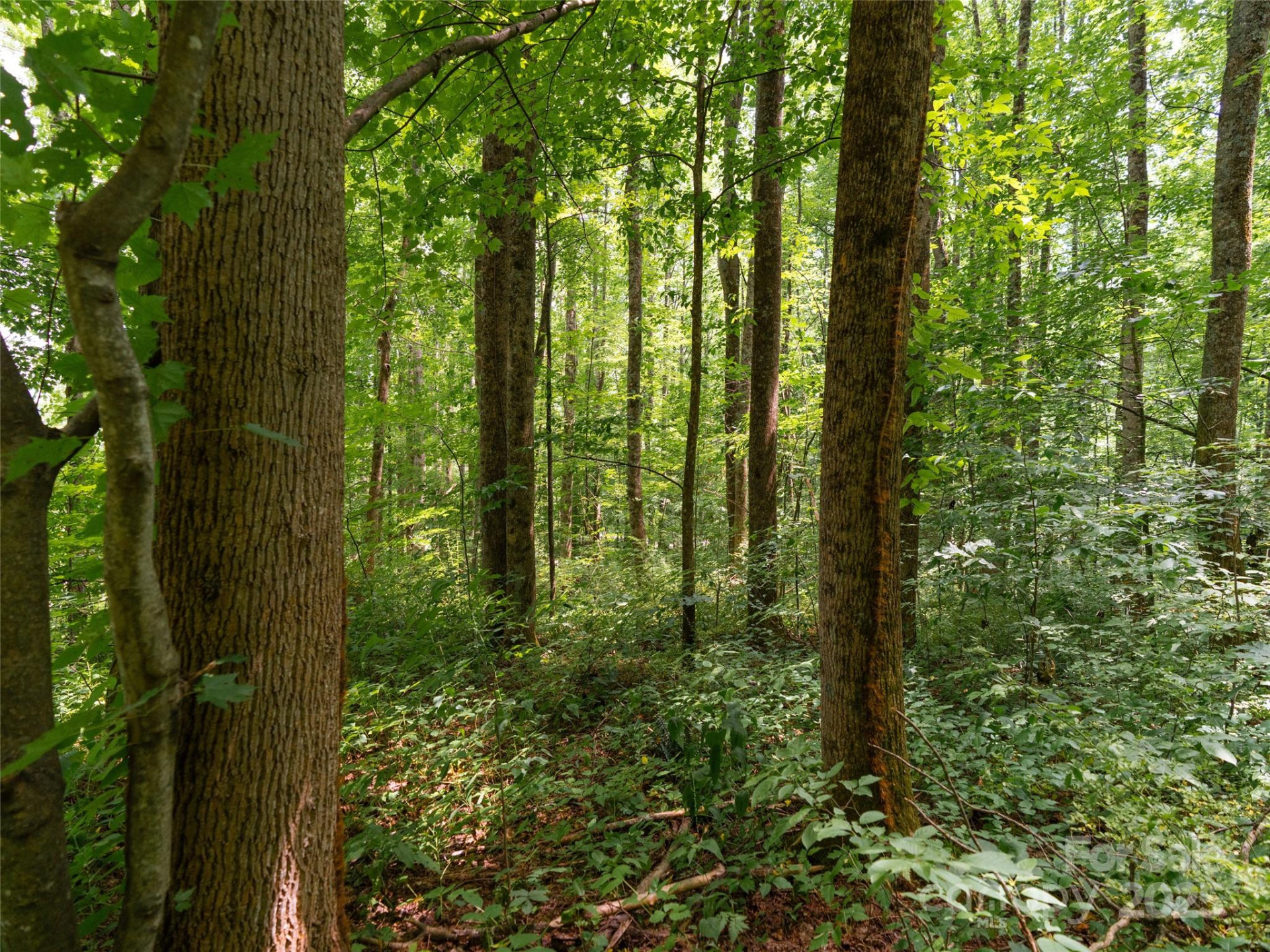 4 Roaring Creek Lane - Photo 12