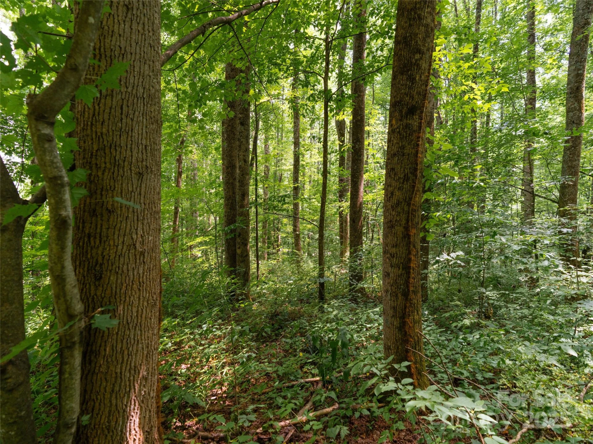 4 Roaring Creek Lane - Photo 12