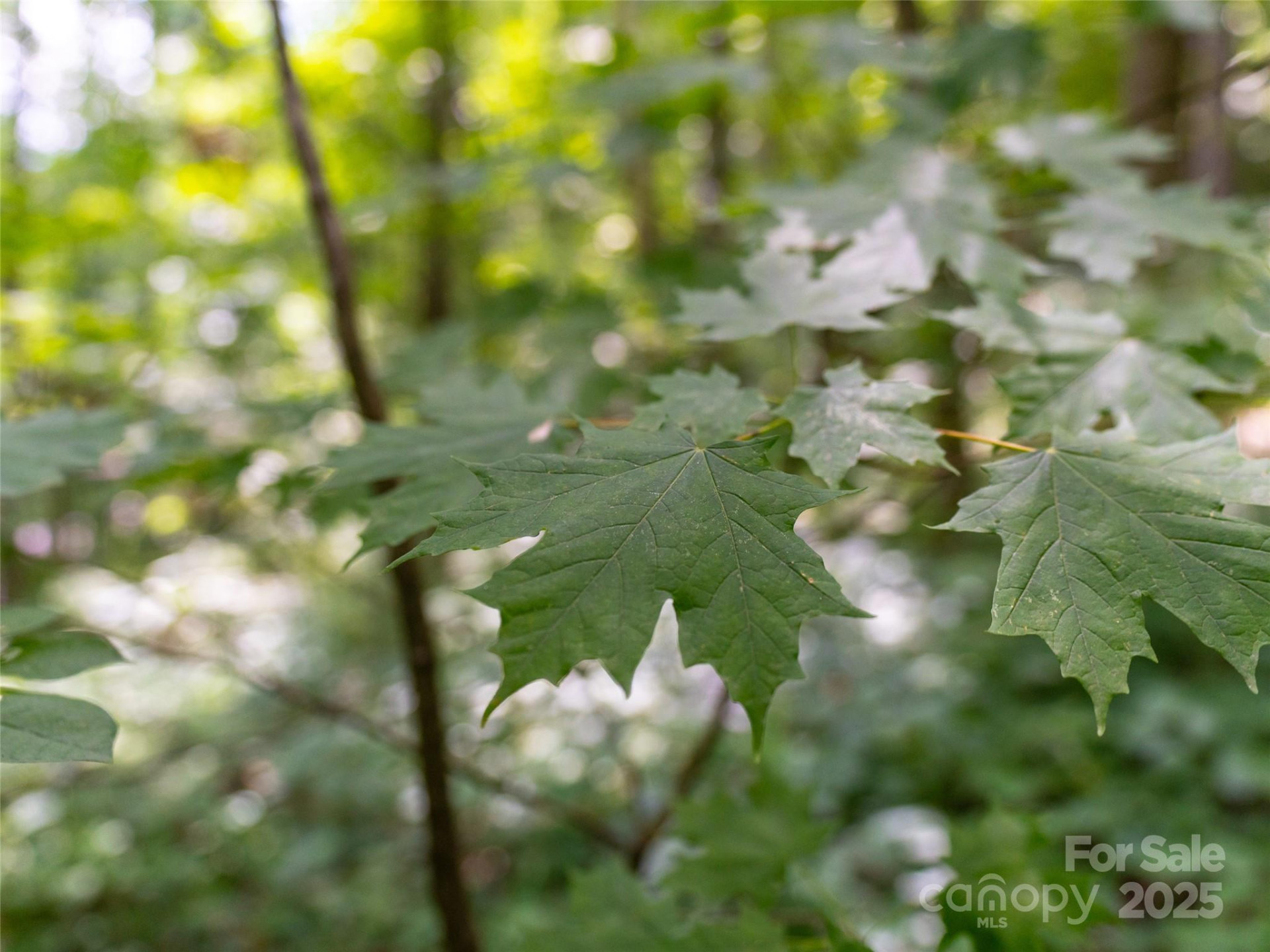 4 Roaring Creek Lane - Photo 13