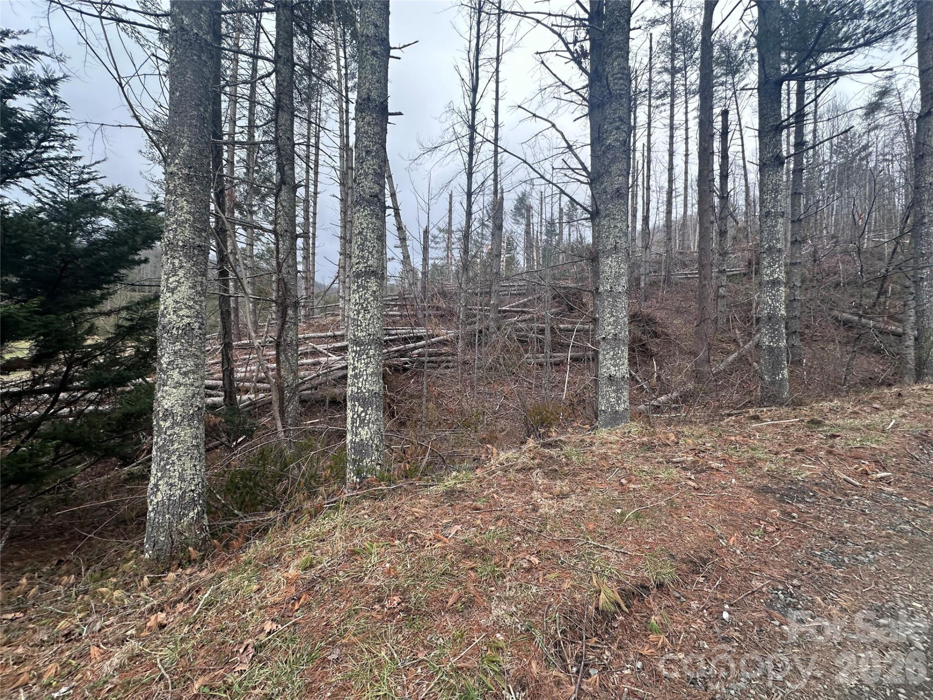 99999 Big Rock Creek Drive - Photo 11