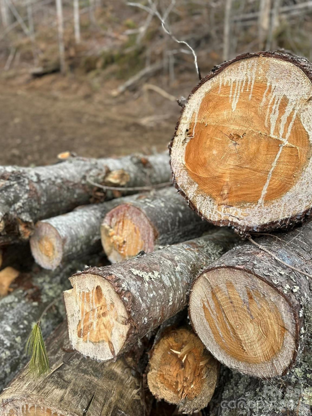 99999 Big Rock Creek Drive - Photo 16