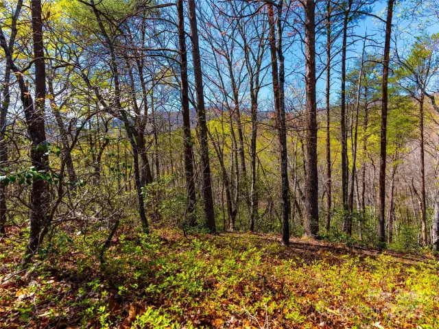 107 Deep Gap Road