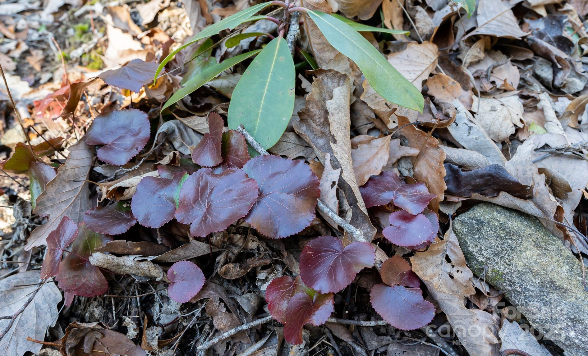 00 Rock Springs Road #10 - Photo 27