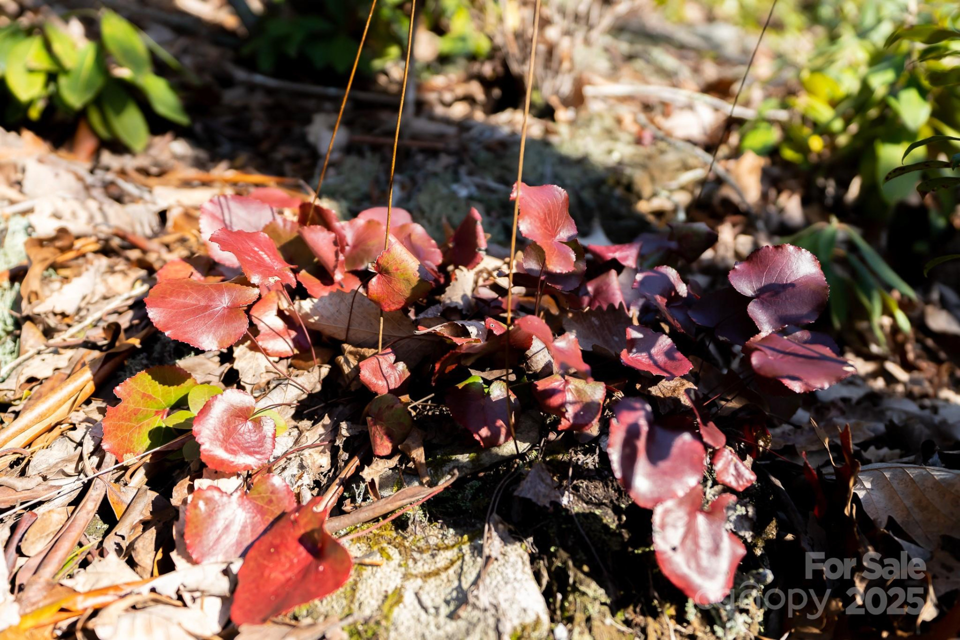 00 Rock Springs Road #10 - Photo 28