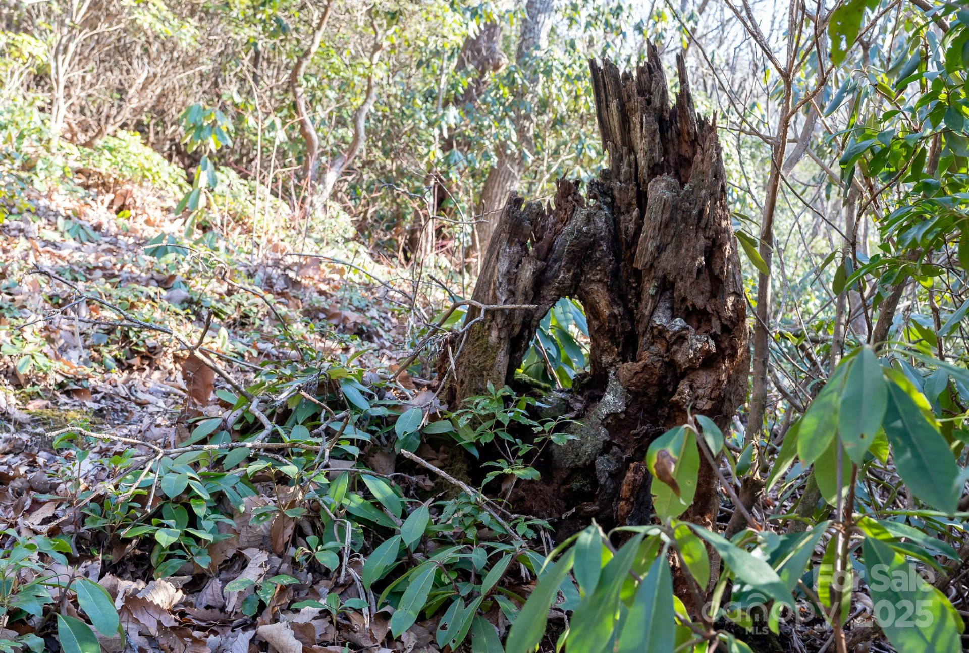 00 Rock Springs Road #10 - Photo 5