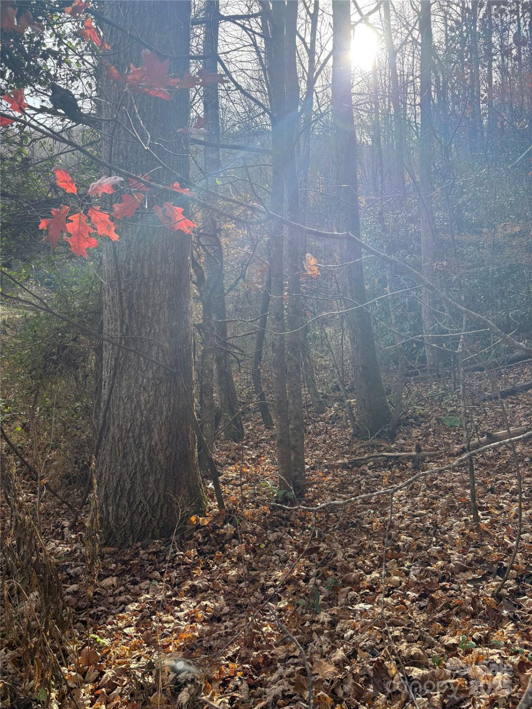 TR 6 Little Bit Trail - Photo 3