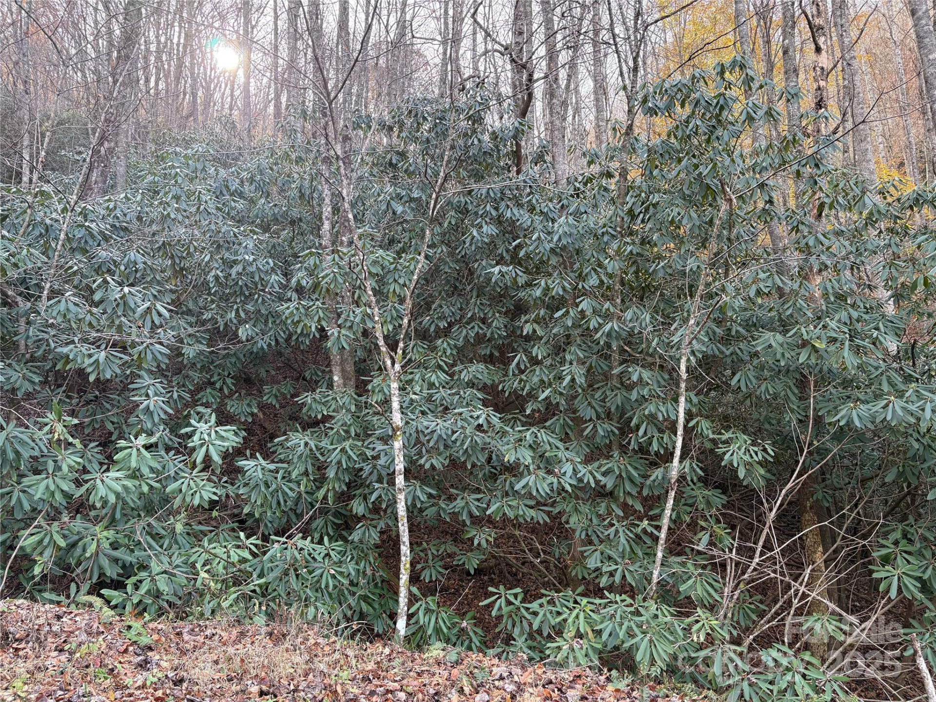 TR 6 Little Bit Trail - Photo 6