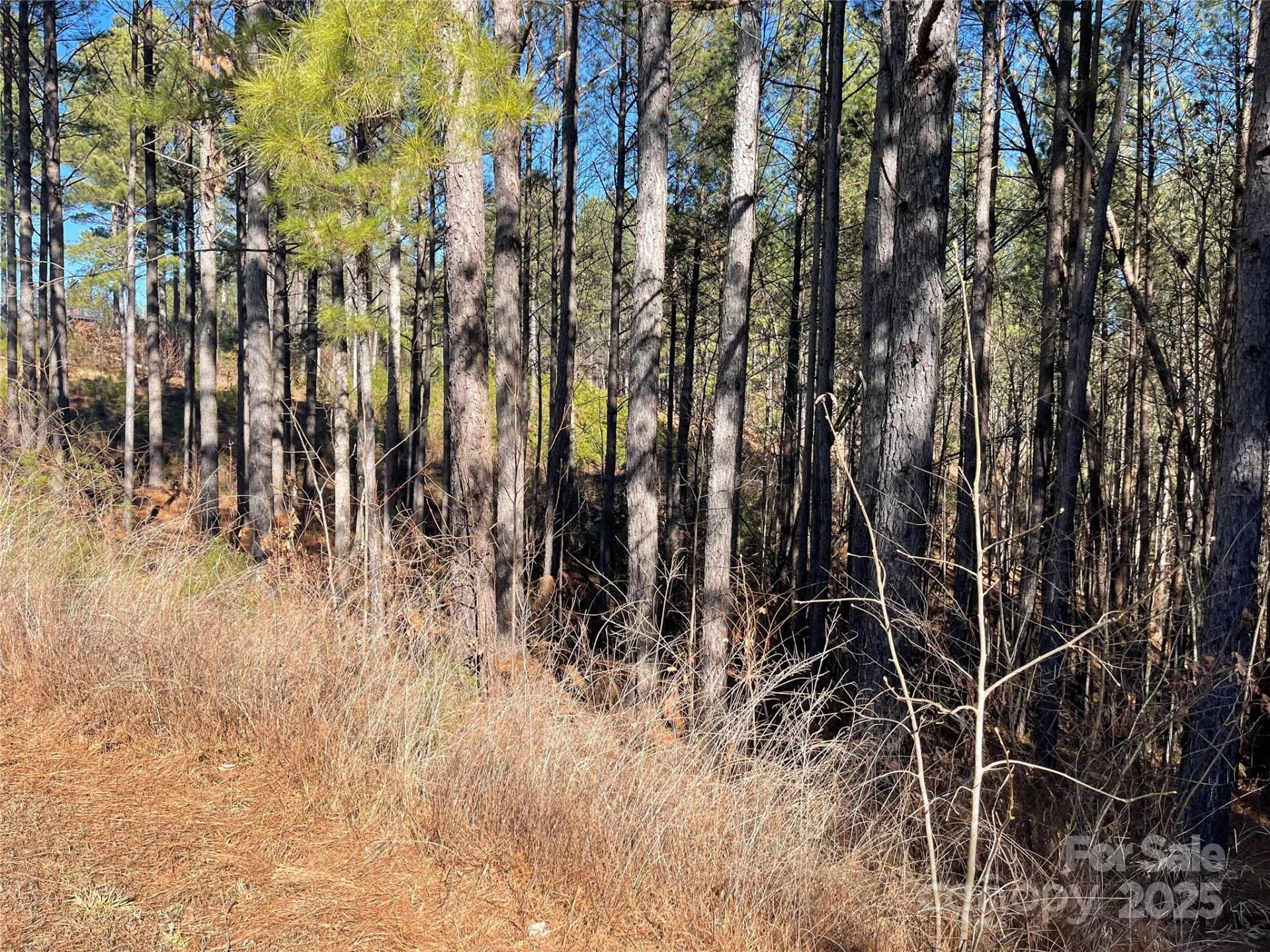 109 Shortoff Trail - Photo 3