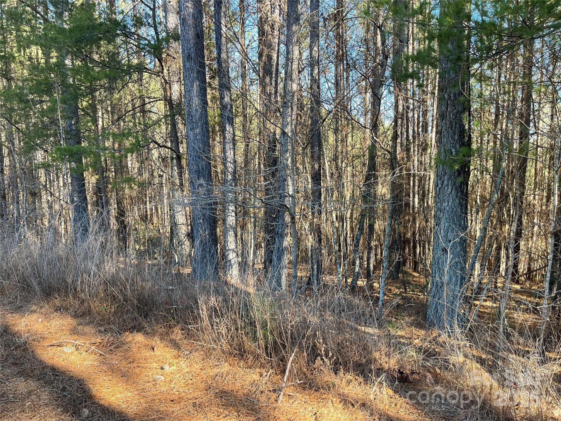 109 Shortoff Trail - Photo 8
