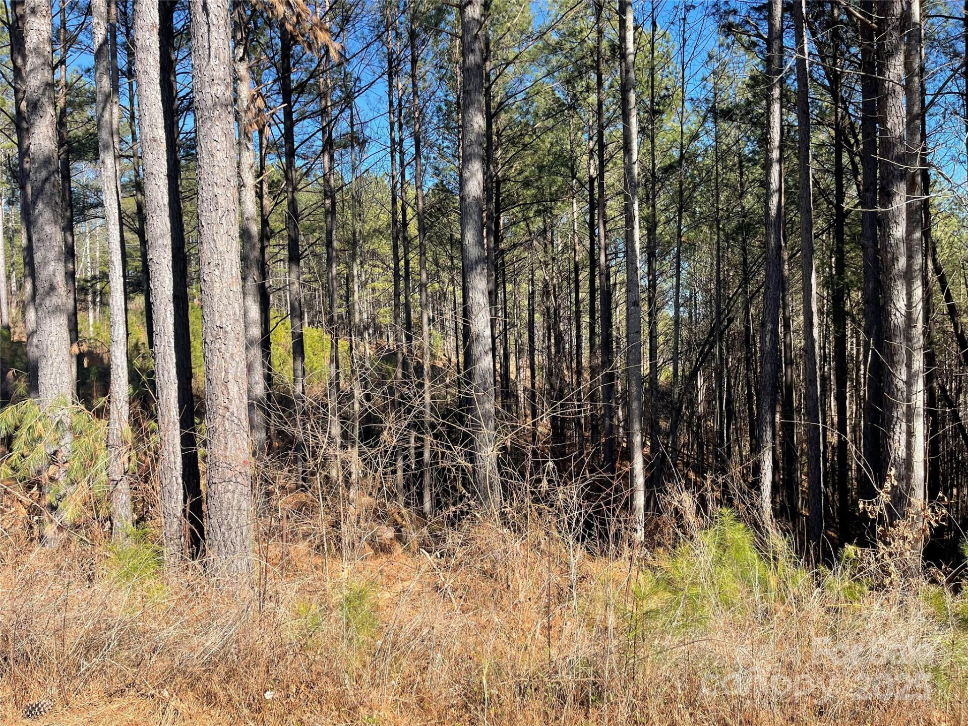 109 Shortoff Trail - Photo 10