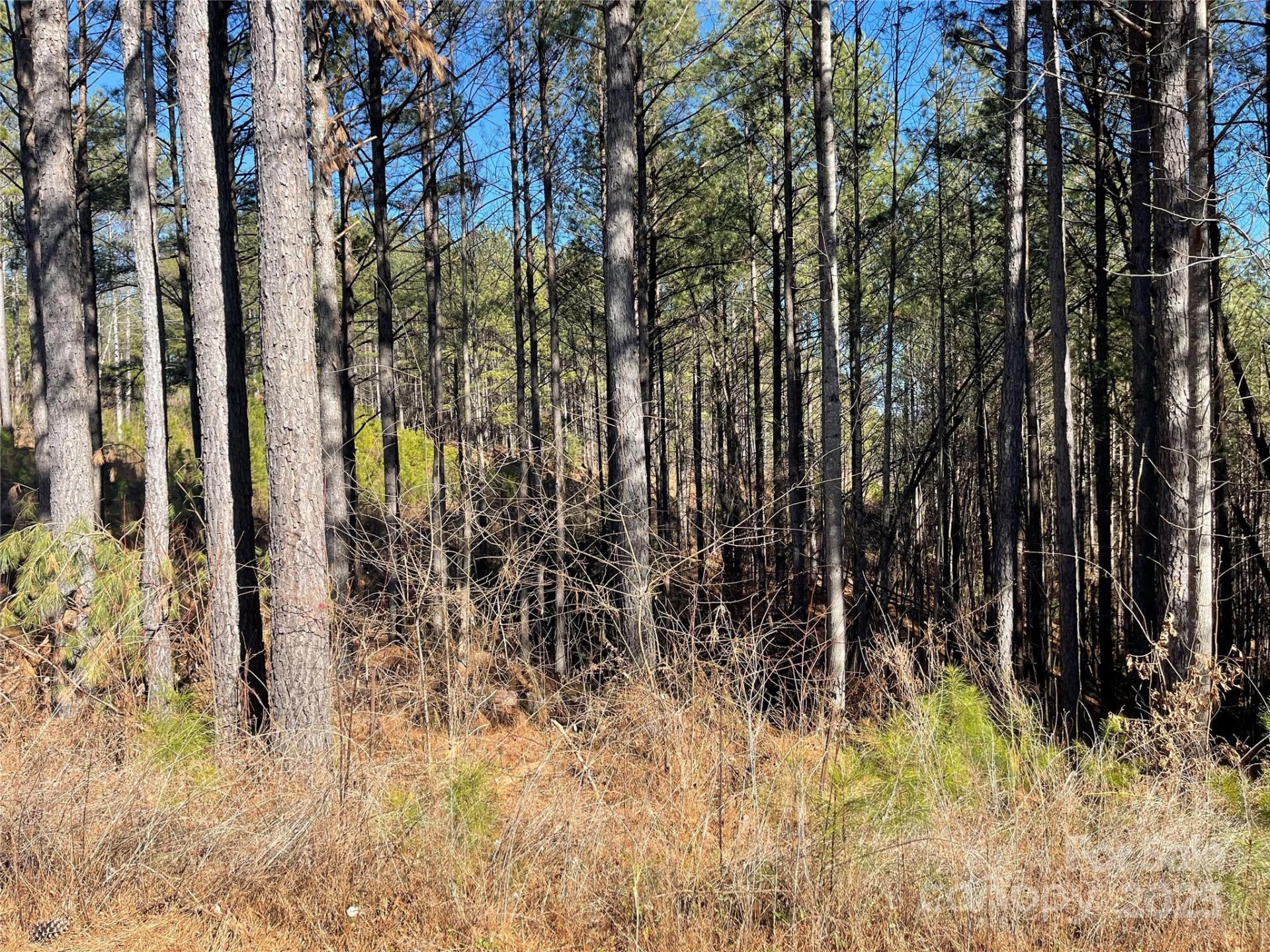 109 Shortoff Trail - Photo 10