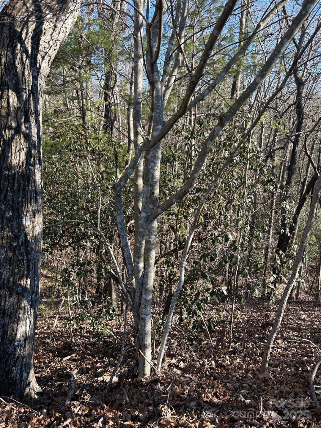 210 Thistlewynd Trail - Photo 2