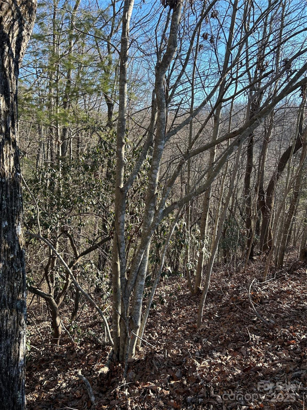 210 Thistlewynd Trail - Photo 3