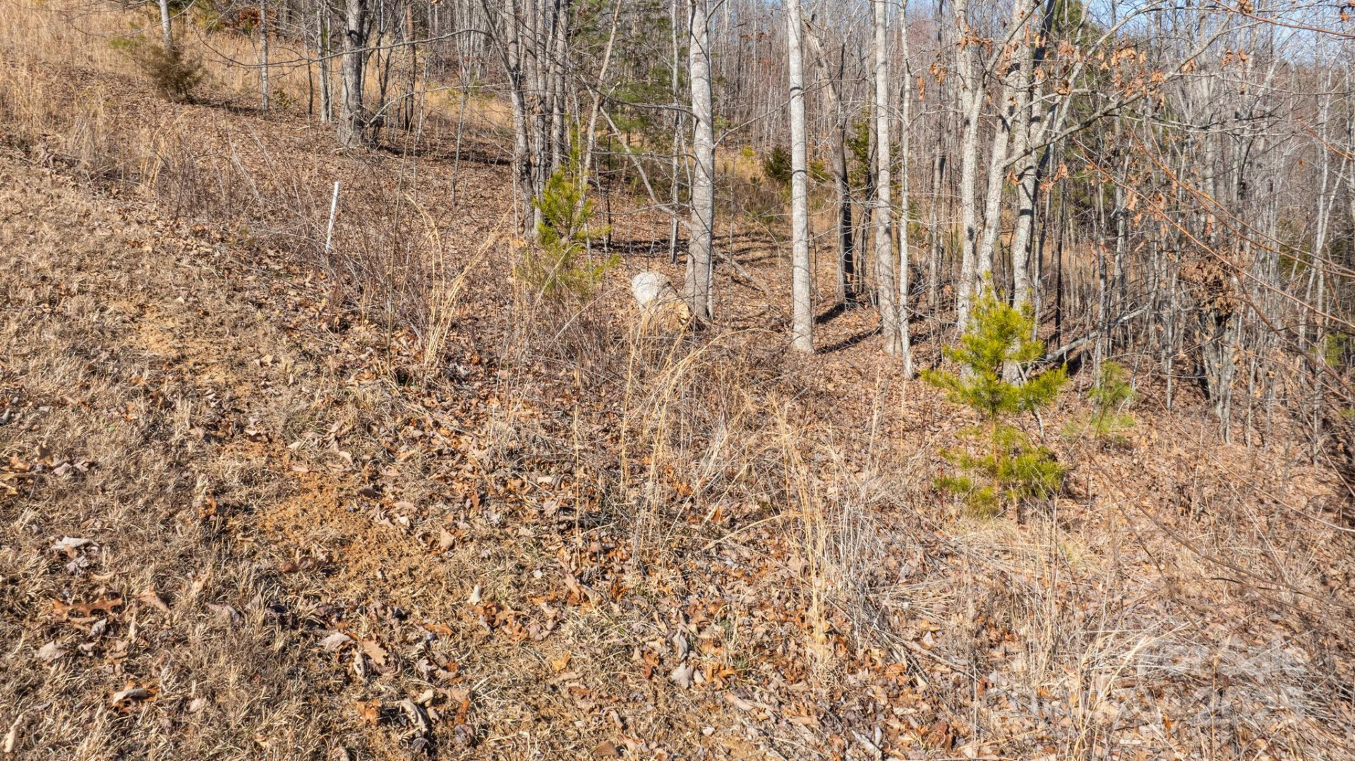 TBD Coal Pit Mountain Road - Photo 16