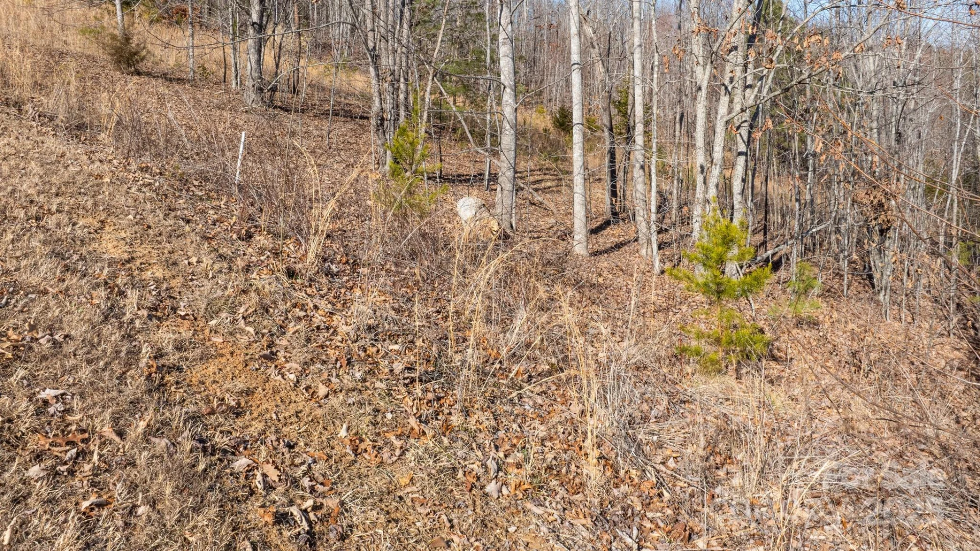 TBD Coal Pit Mountain Road - Photo 16