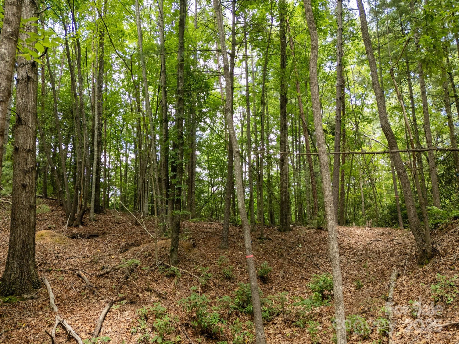 99999 Locust Knoll Lane - Photo 12