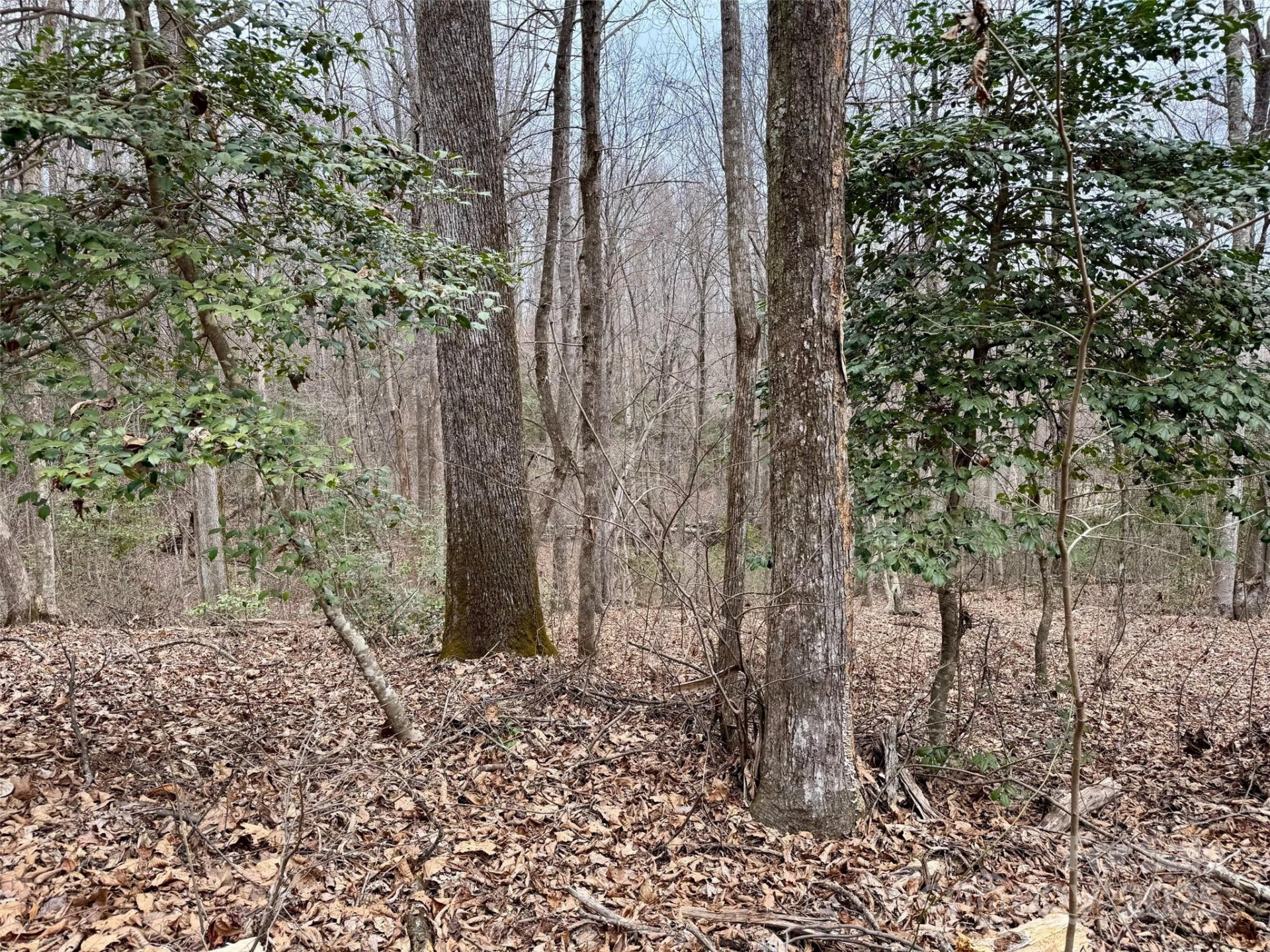 000 Orchard Mountain Road - Photo 11