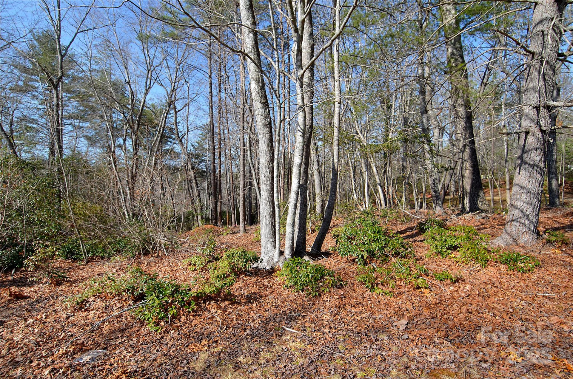 961 Deep Woods Drive - Photo 3
