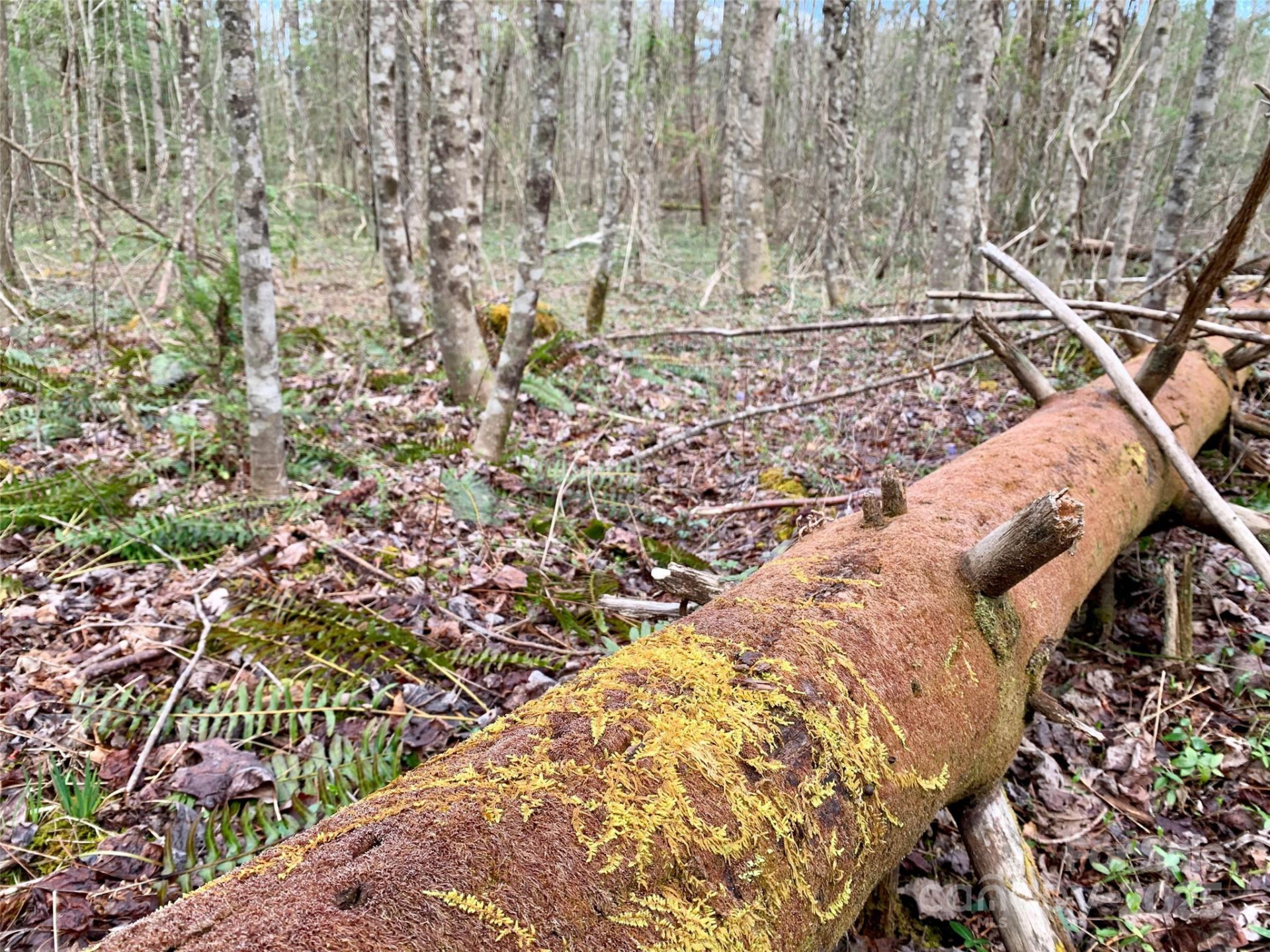 Lot 64 Peppervine Circle - Photo 5