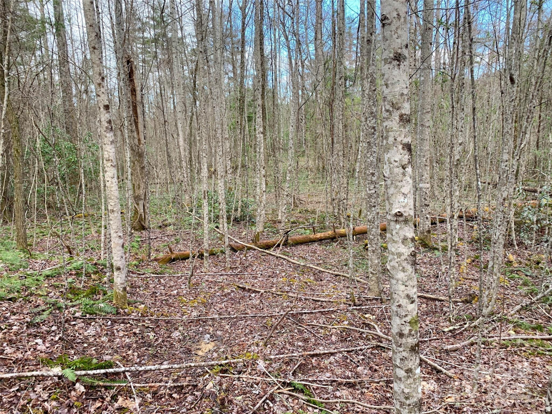 Lot 64 Peppervine Circle - Photo 6