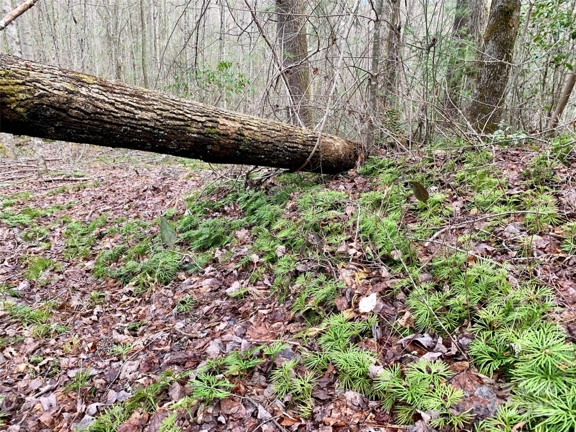 Lot 64 Peppervine Circle - Photo 7