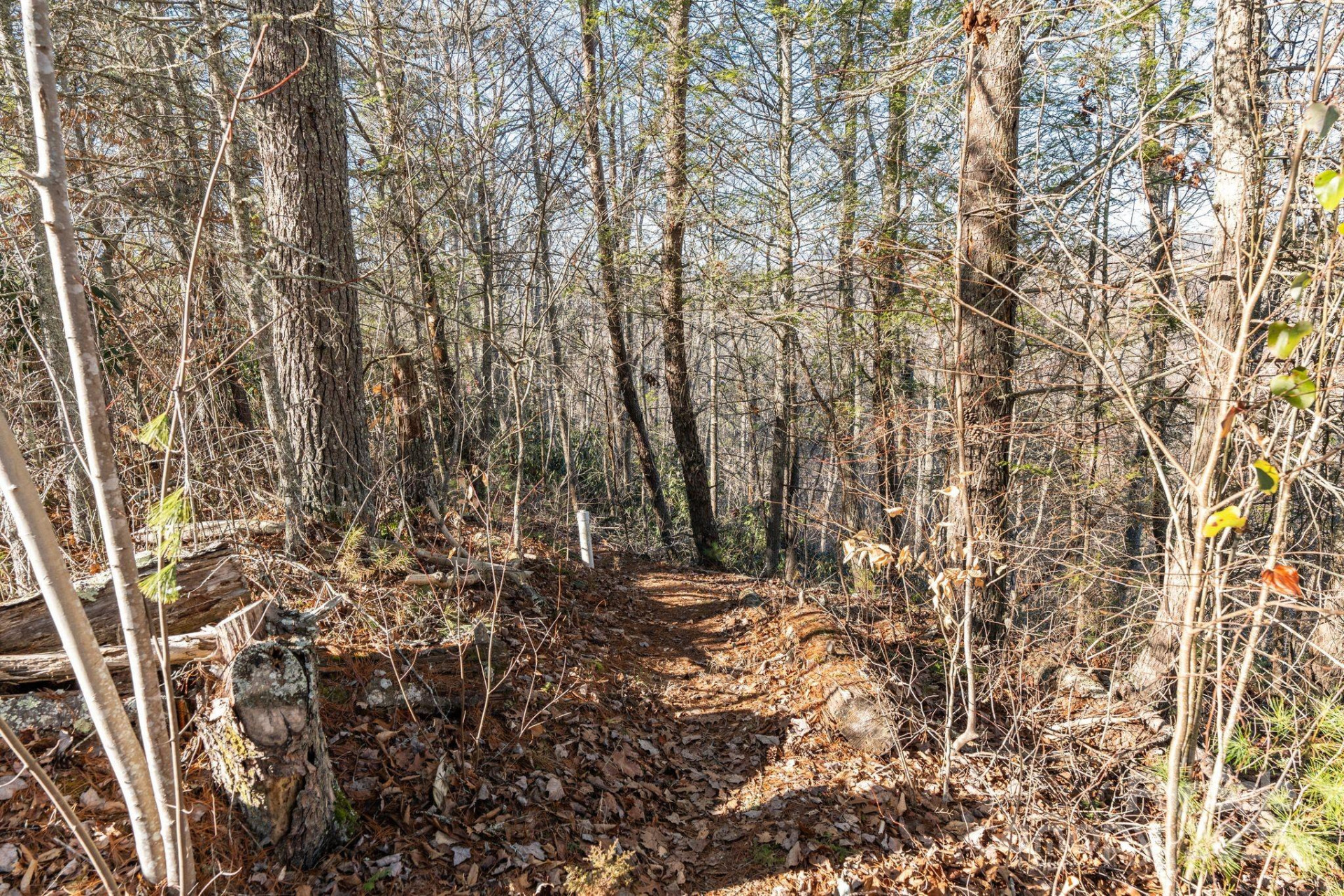 131 Ivy Bluff Road #3 - Photo 6